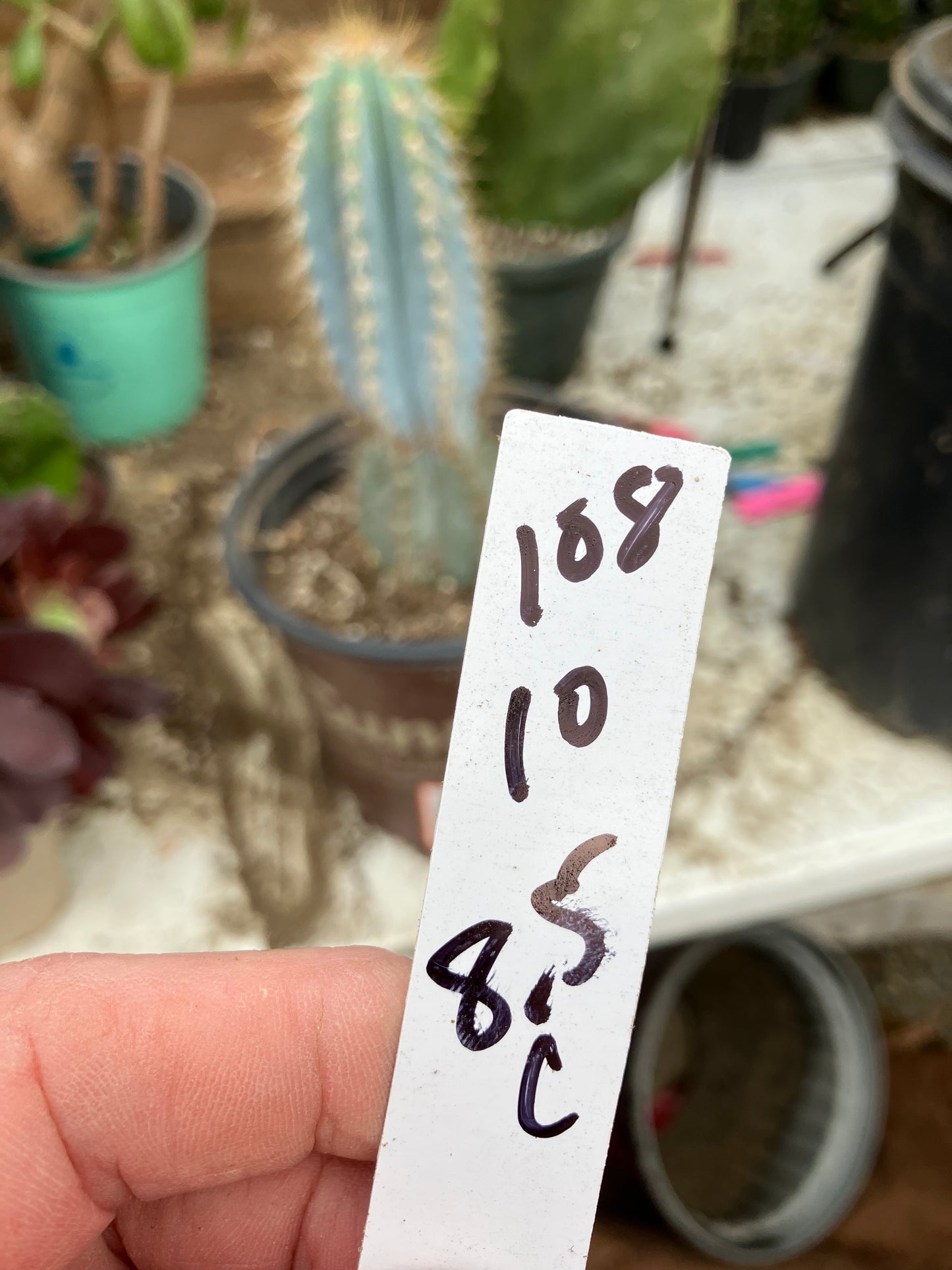 Pilosocereus Blue Azureus Cactus 10" Tall 8.5"Circumference #108W