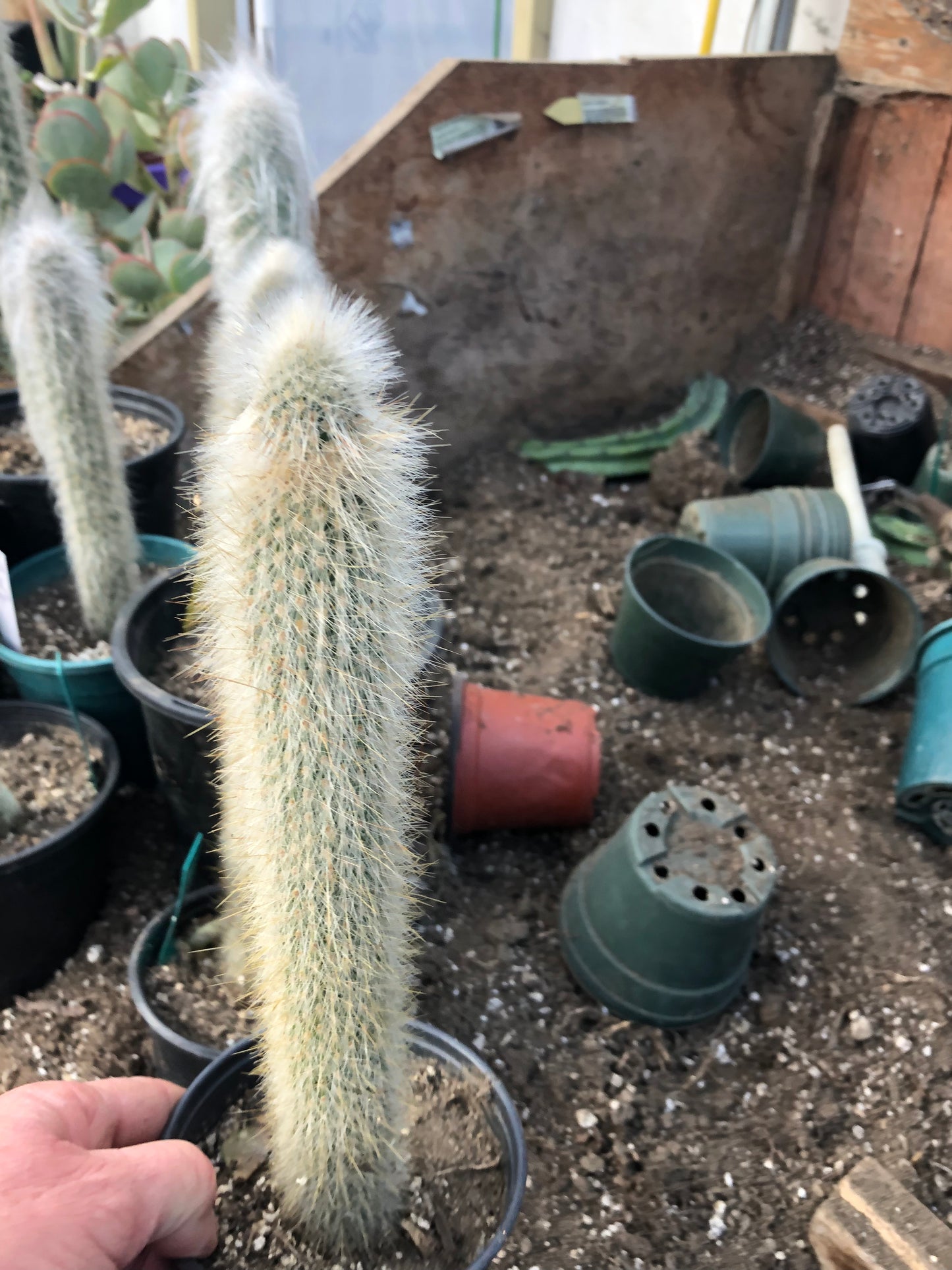 Cleistocactus Strausii Silver Torch Cactus 11”Tall #11W