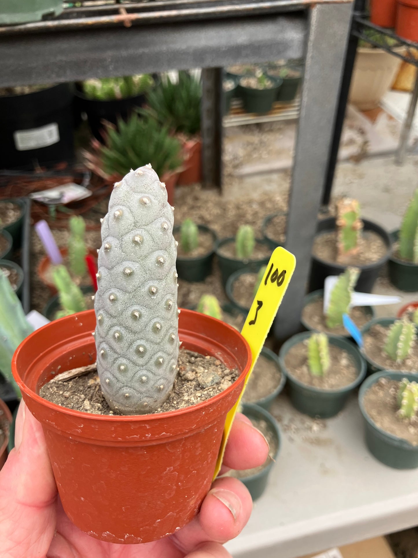 Pine Cone Cactus Tephrocactus~ articulatus var. diadematus Pinecone 3"Tall #100Y
