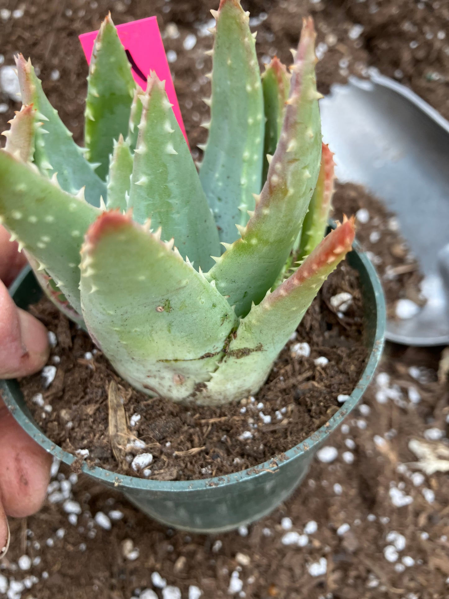Aloe Brevifolia Short Leaf Aloe Succulent 3.5"W 3.5"Tall #11P