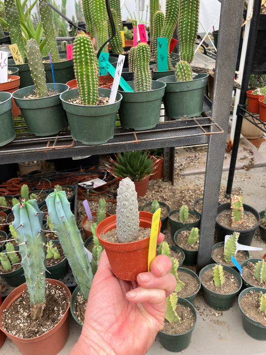 Pine Cone Cactus Tephrocactus~ articulatus  var. diadematus Pinecone 3"Tall #100Y