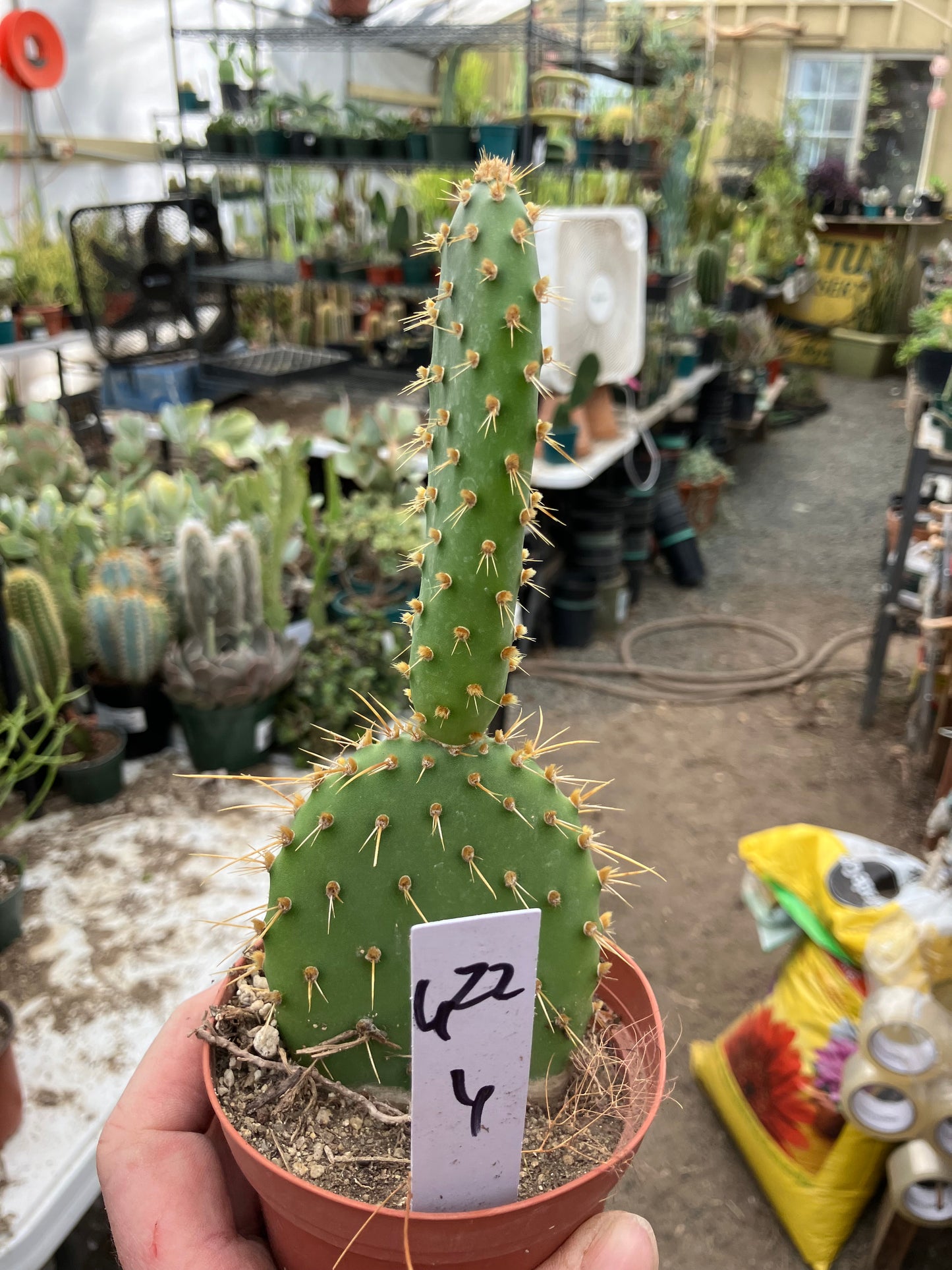 Opuntia engelmannii "Texas Prickly Pear" 6"Tall #622W