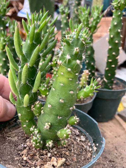 Austrocylindropuntia Cactus Gumbi Mini Eve's Needle 4"Tall #25G