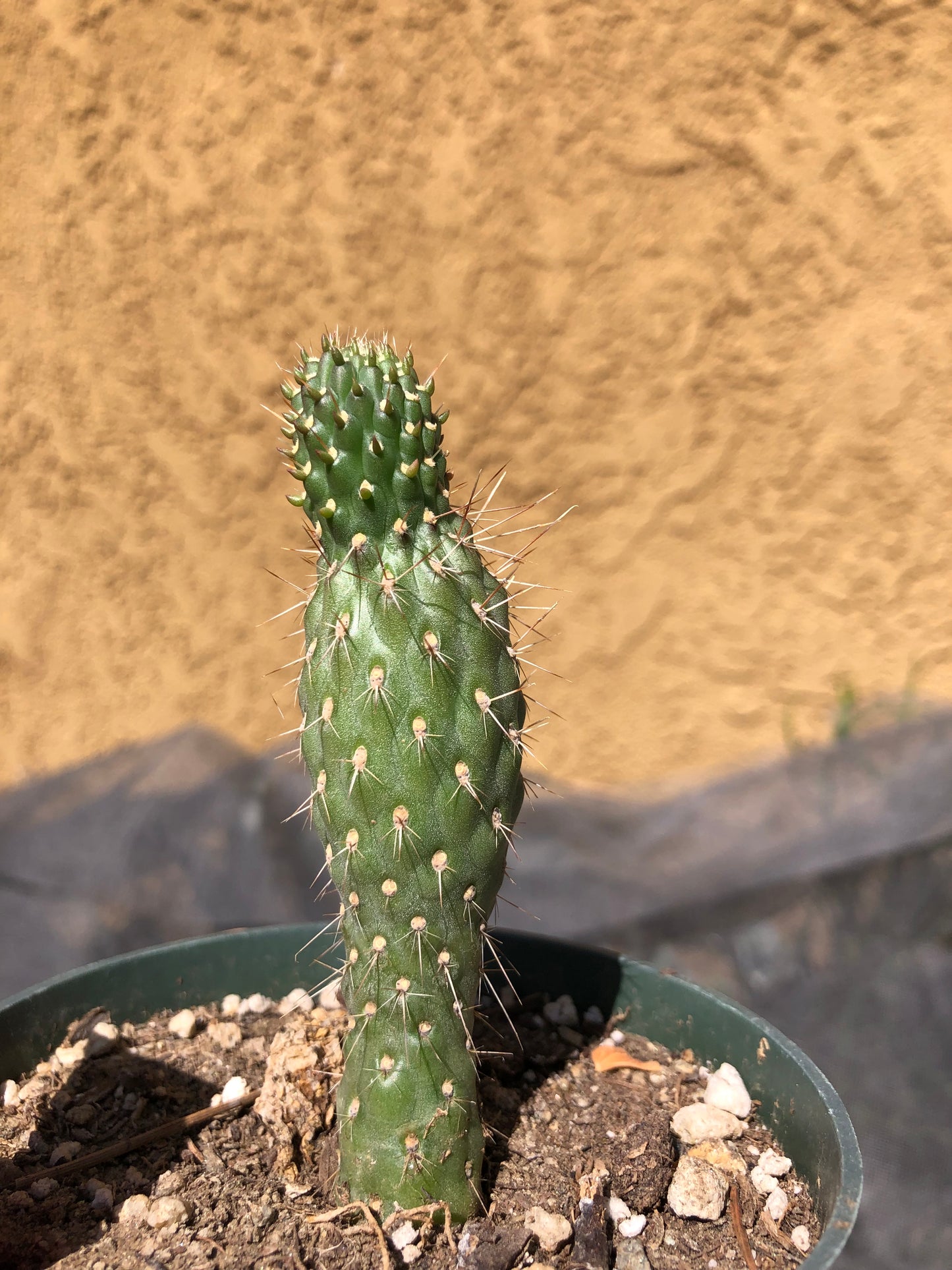 Cylindropuntia fulgida Cholla Boxing Glove Cactus Crest 3"Tall #P