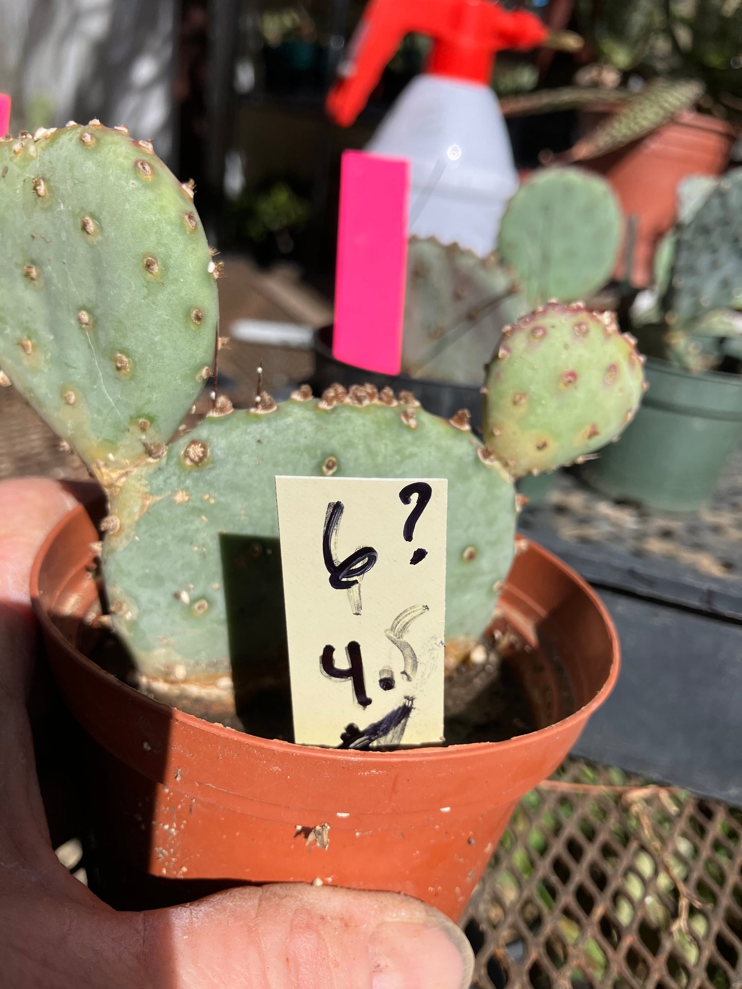 Opuntia Santa Rita Purple Prickly Pear Cactus 4”Tall #6Y