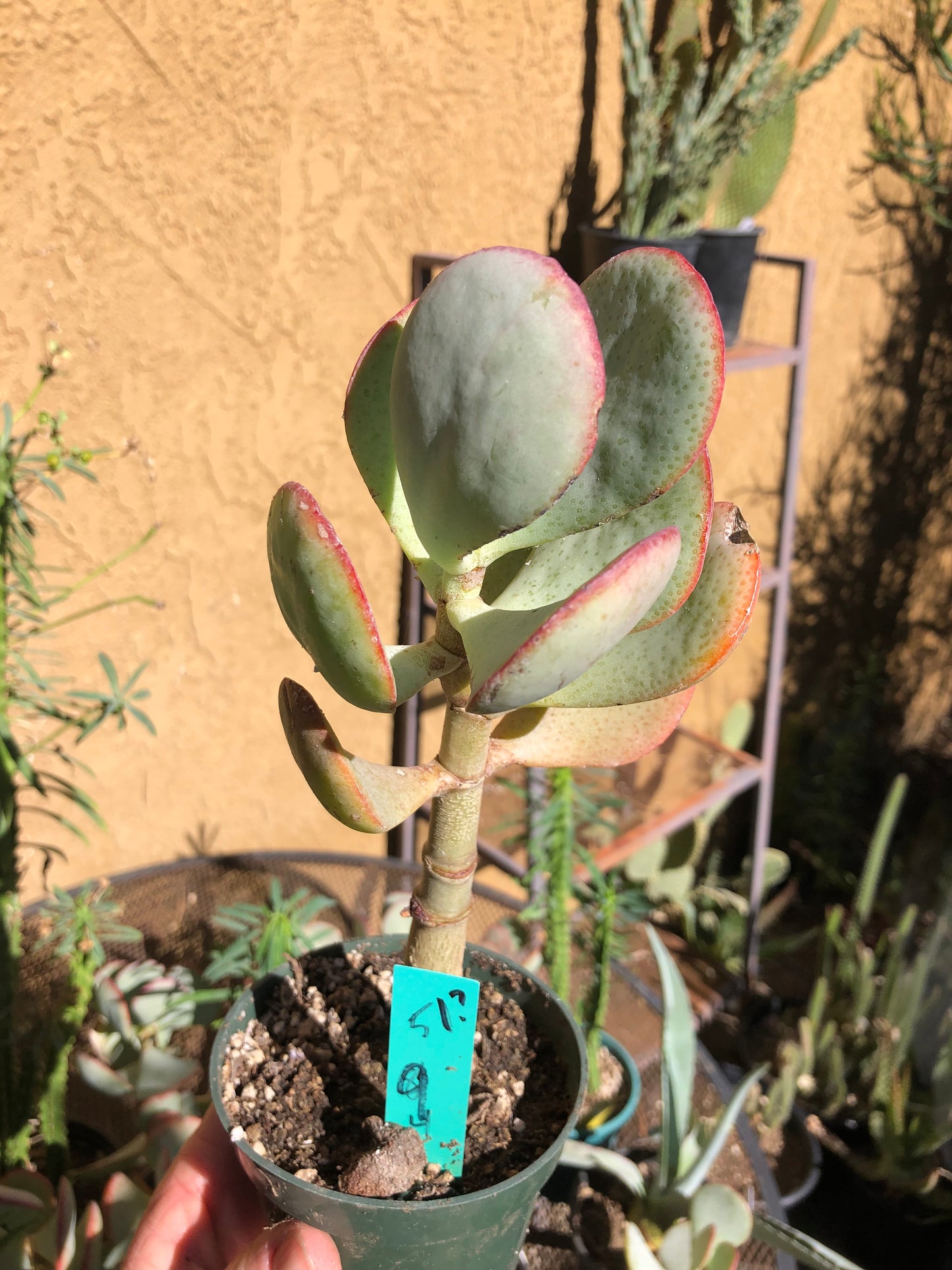 Crassula arborescens Silver Dollar 9”Tall #51G*