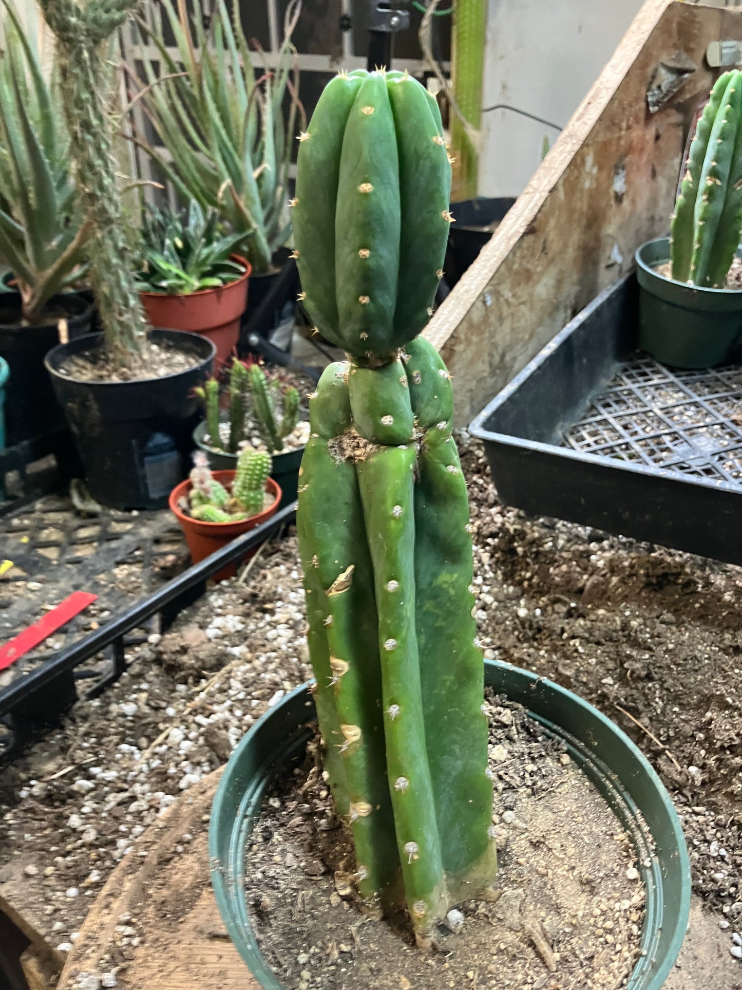 San Pedro Cactus - Trichocereus pachanoi 10"Tall #10PU