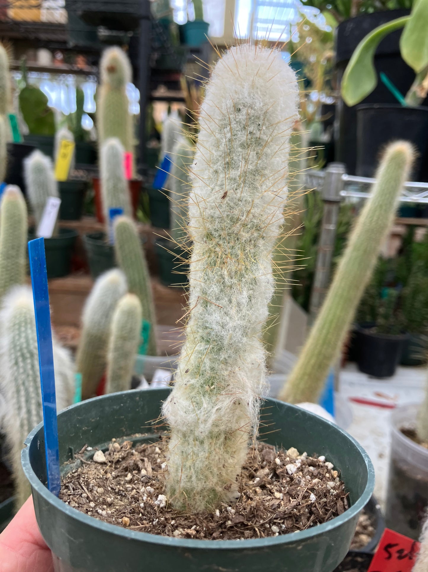Oreocereus doelzianus Old Woman, Old Man Cactus 6"Tall #60B