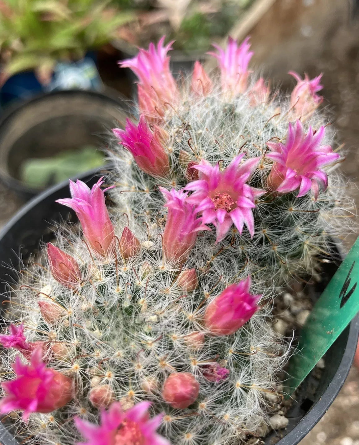 Mammillaria bocasana rosalviflora Powder Puff Cluster 2.5"W #60G"This Plant"
