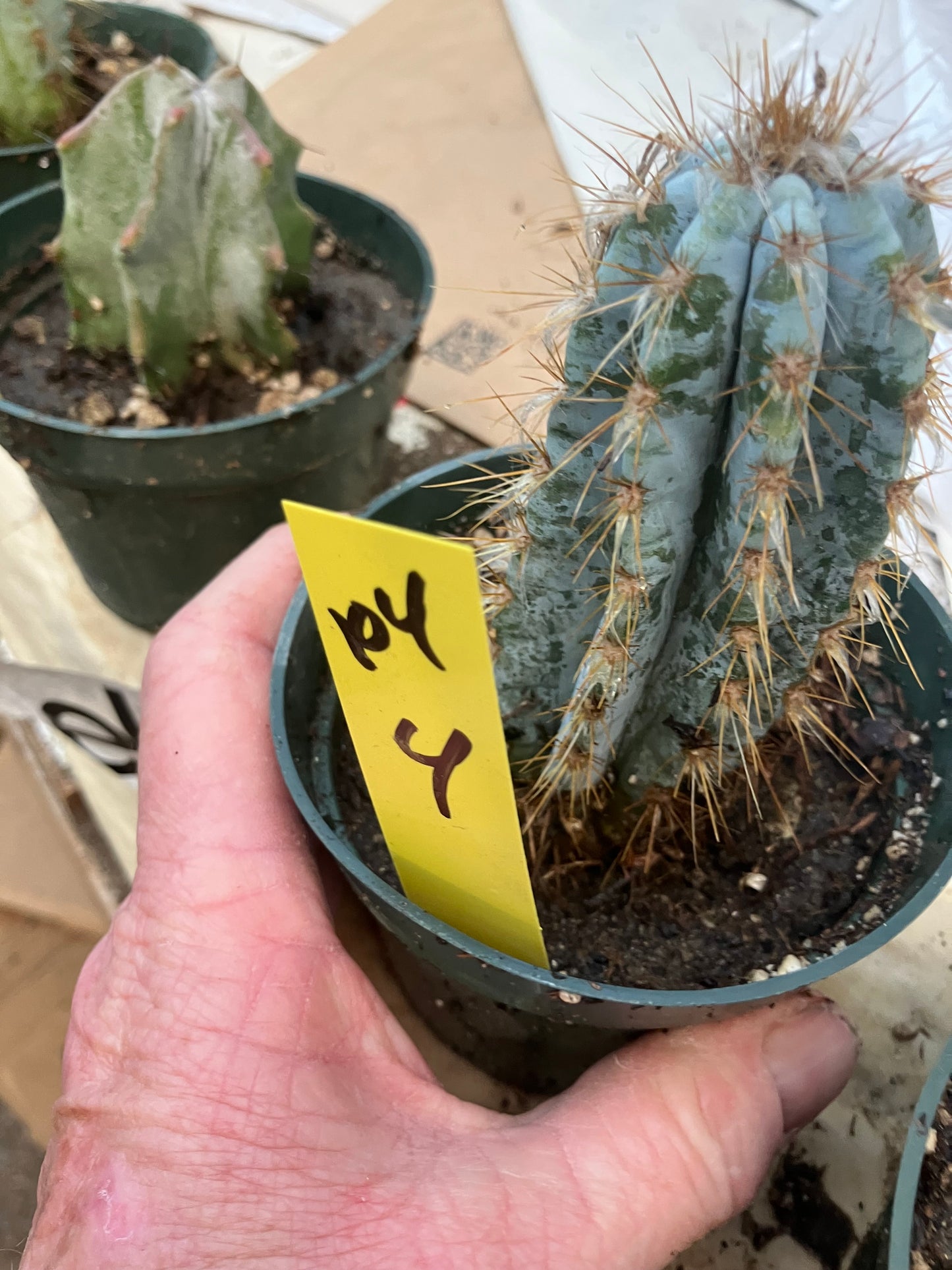 Pilosocereus Blue Azureus 4"Tall #104Y