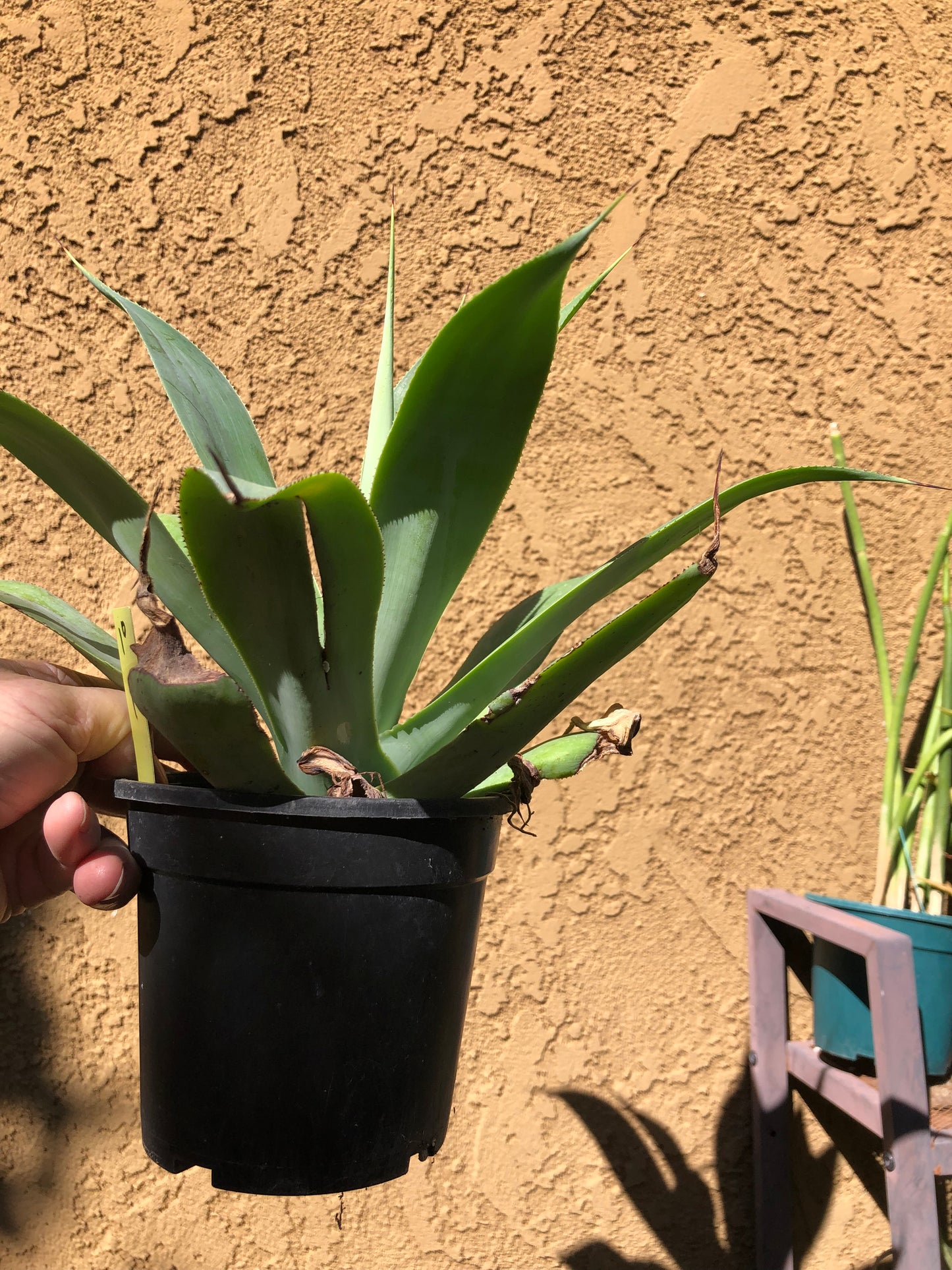 Agave~ Fox Tail Agave Attenuata 10"Wide #10Y