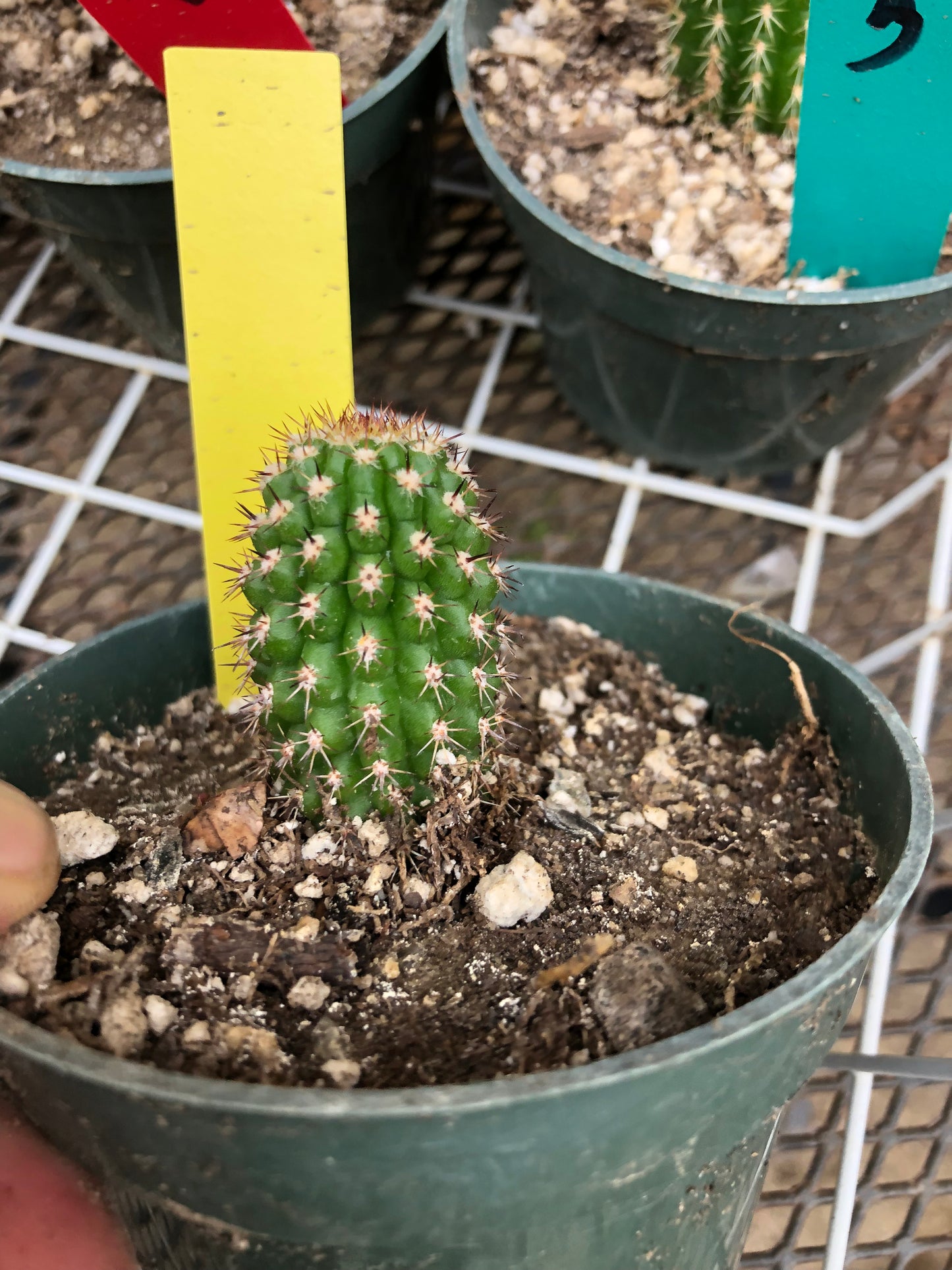 Trichocereus brevispinulosus Indian Comb Cactus 2"Tall #2Y