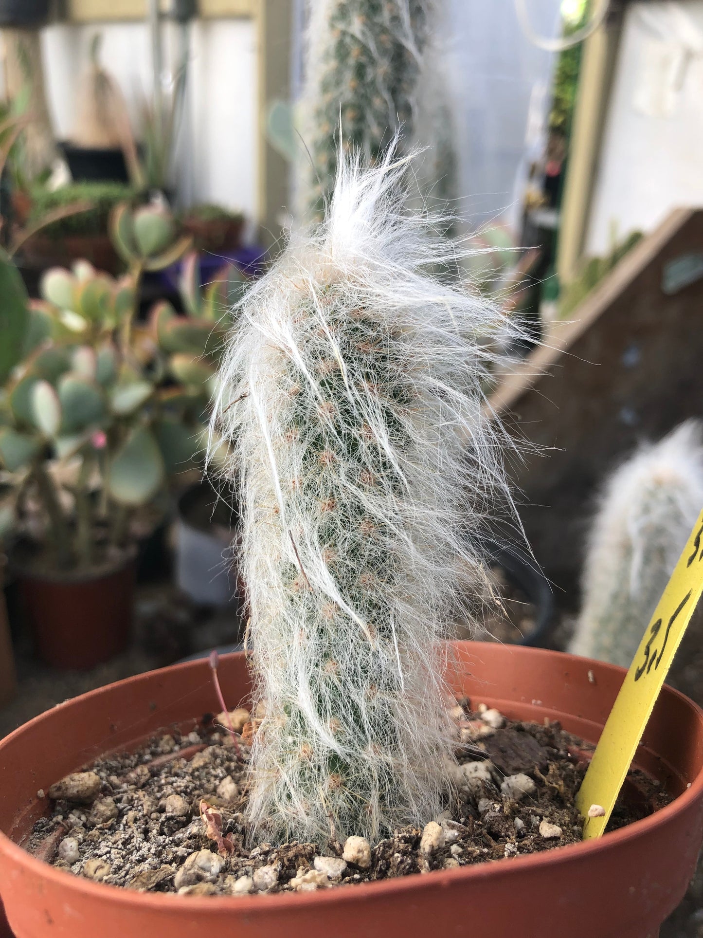 Oreocereus doelzianus Old Man Clustering Cactus 3.5" Tall #35Y
