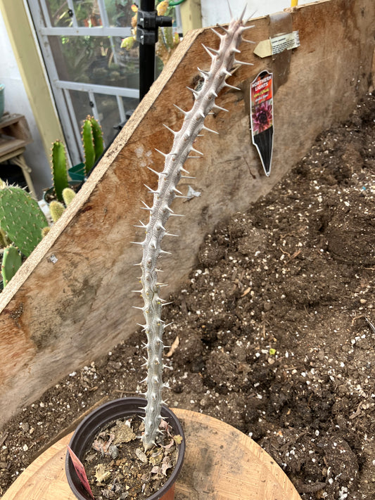 False Ocotillo Alluaudia Procera 14”Tall Rooted Cactus #20R