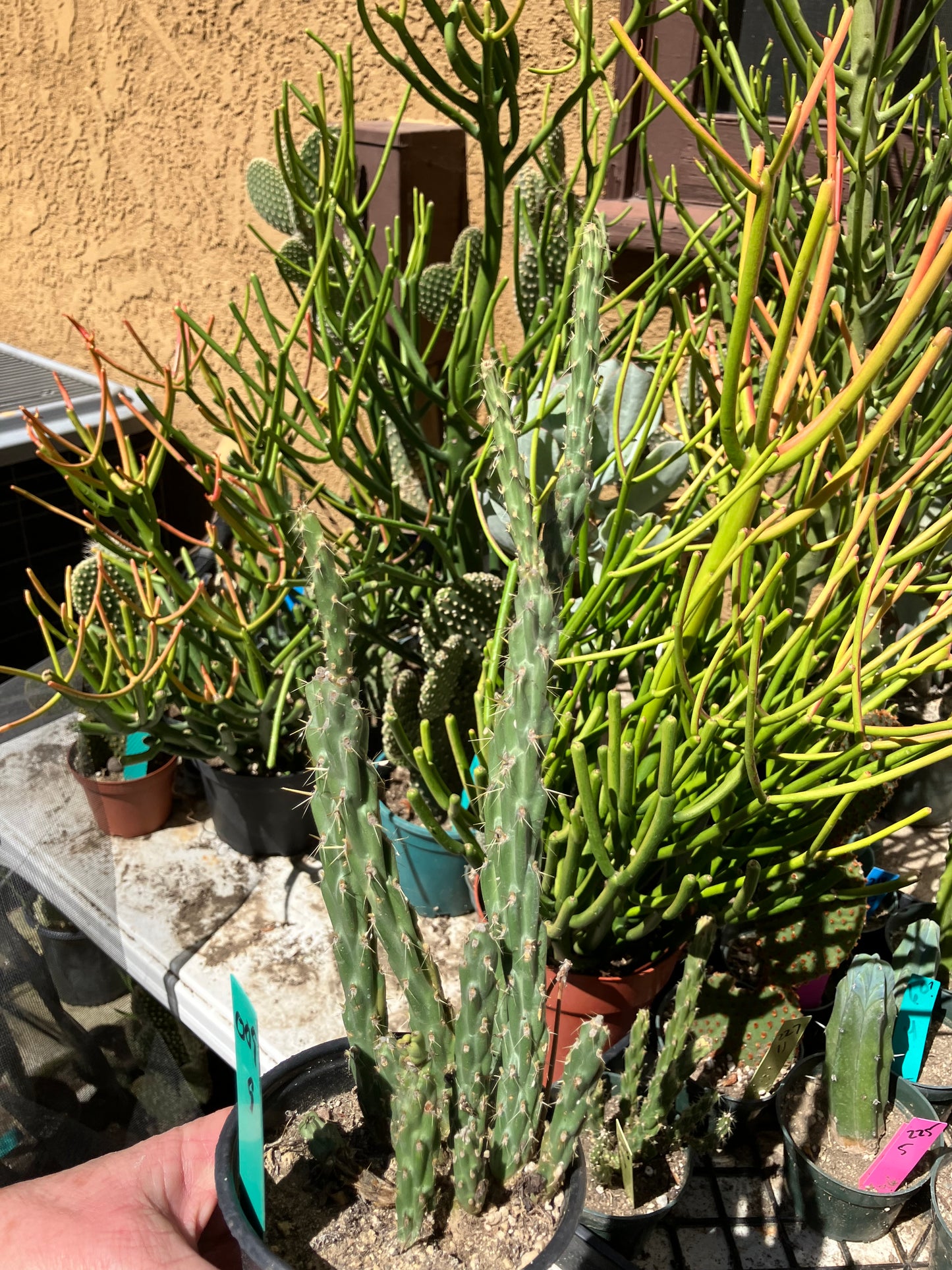 Cholla Cylindropuntia Buckhorn Cactus 9”Tall #009G