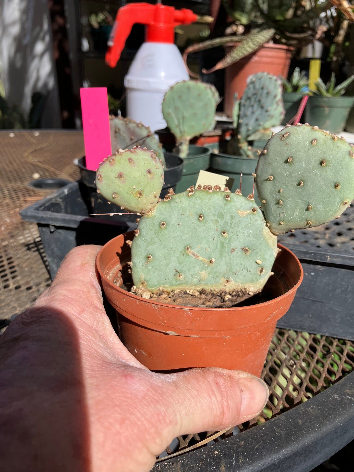 Opuntia Santa Rita Purple Prickly Pear Cactus 4”Tall #6Y