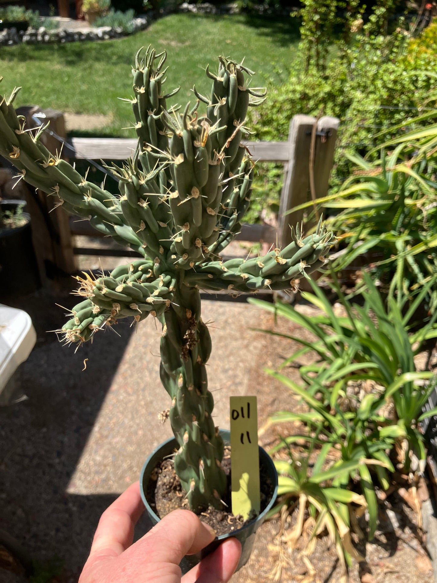Cholla Cylindropuntia Buckhorn Cactus 12”Tall #011Y