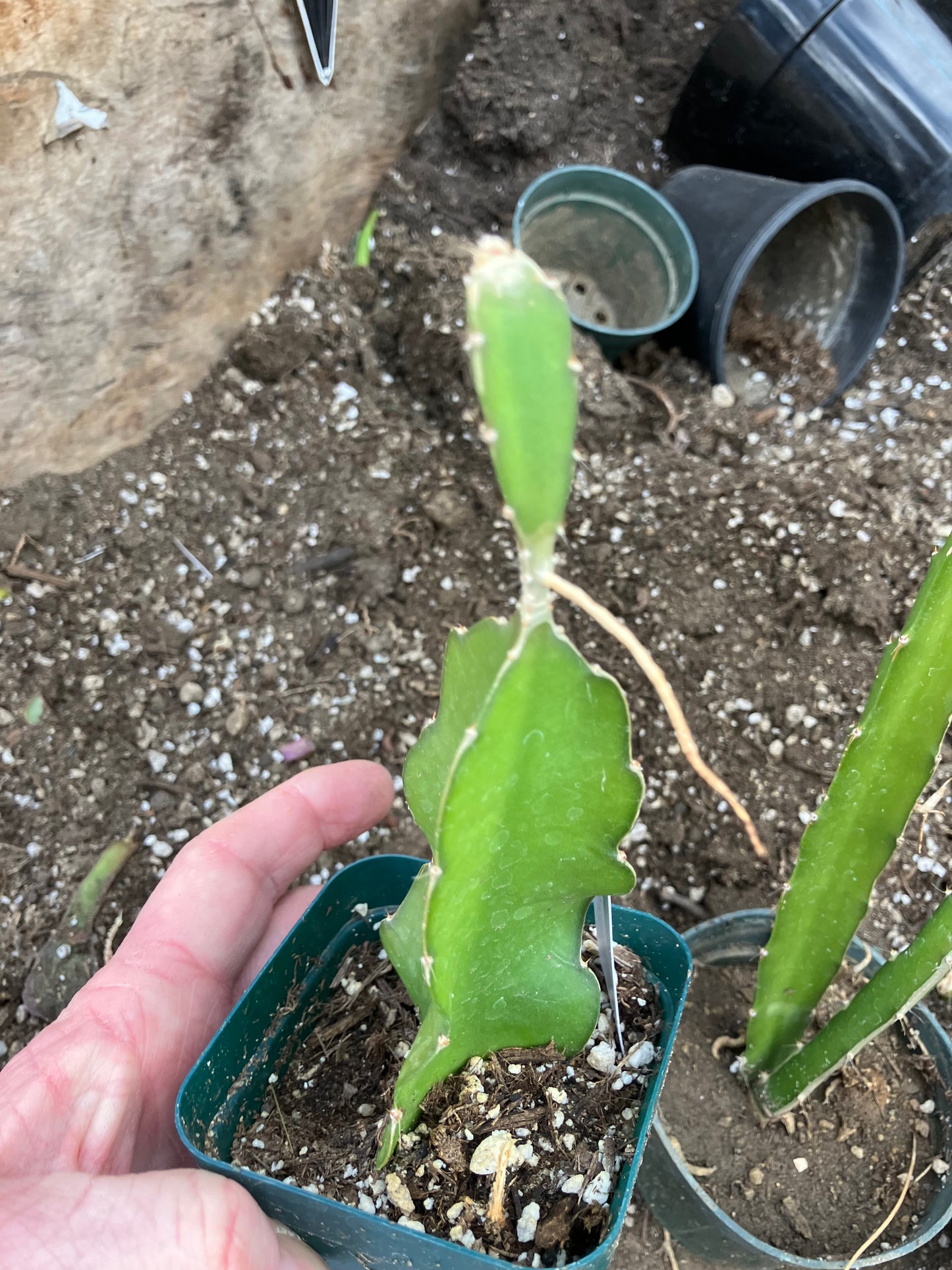 Dragon Fruit Plant Rooted Pitaya or Pitahaya 7" Tall #7W