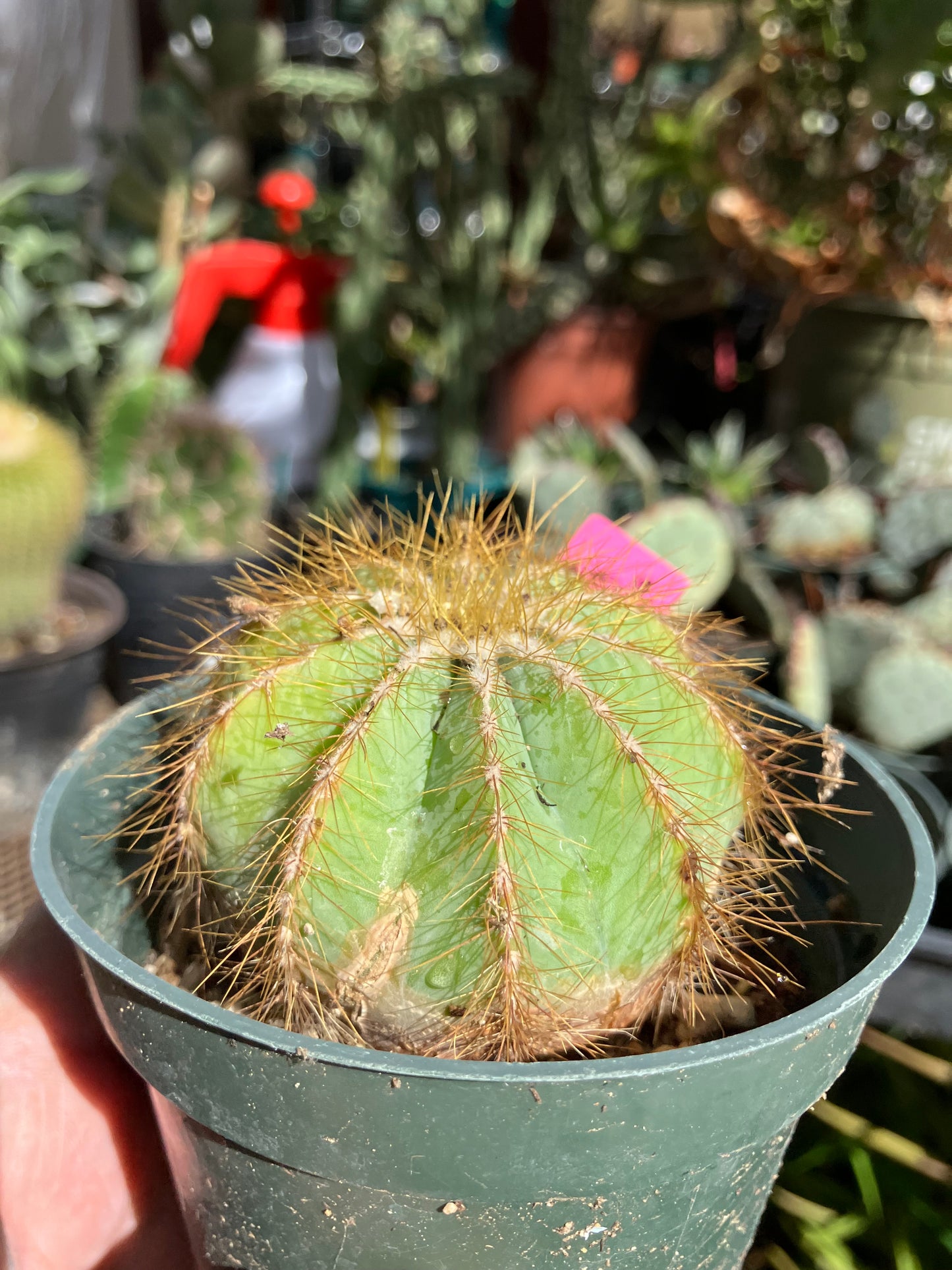 Notocactus Magnificus  Balloon Cactus Fast Grower 2” Tall, 2" Wide #22p