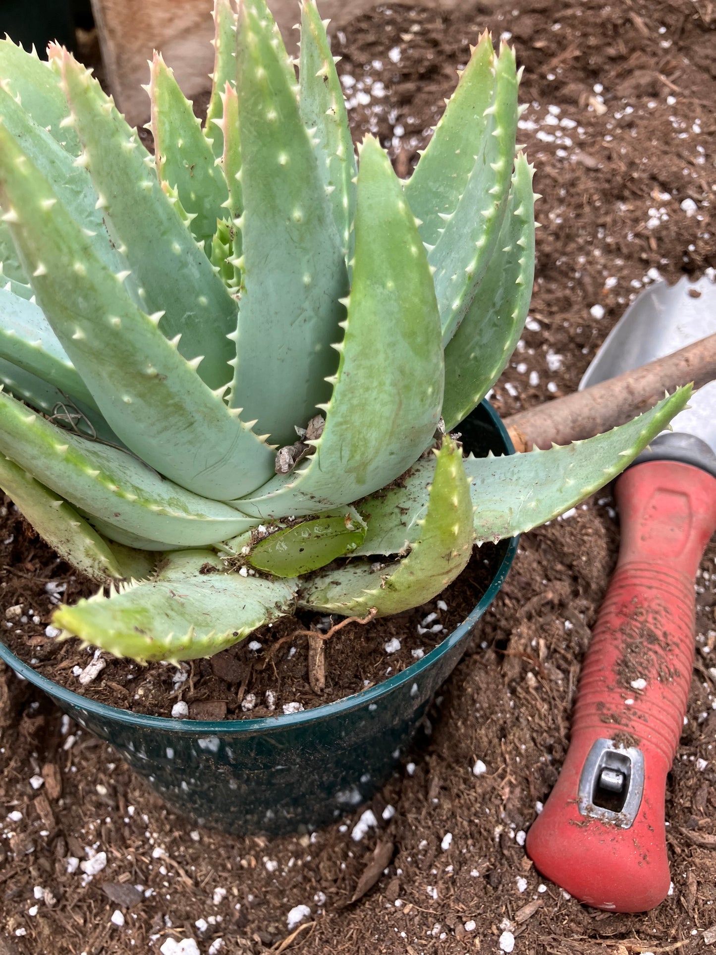 Aloe maculata Soap Aloe 8"Wide Succulent Cactus #8G