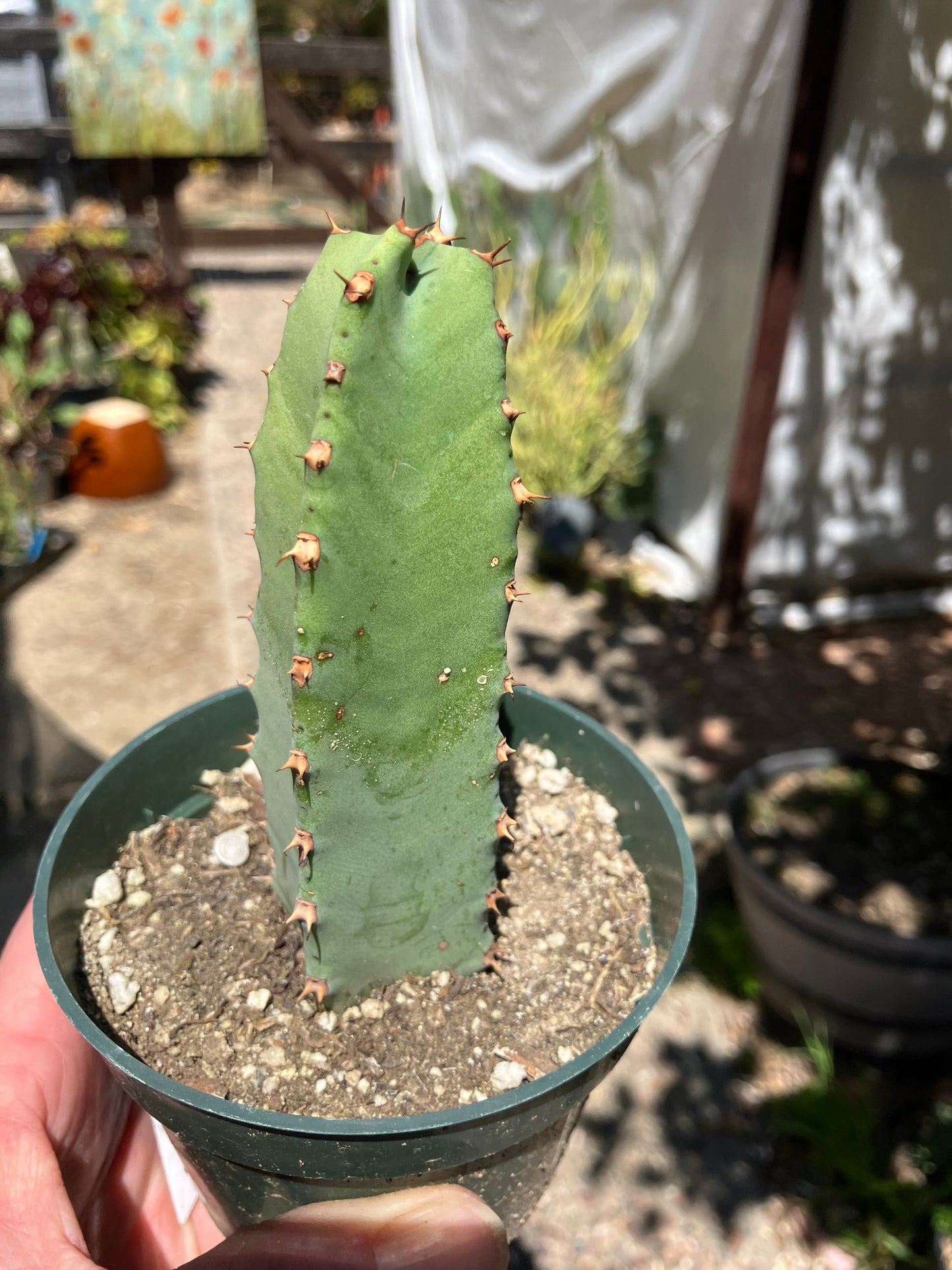Euphorbia resinifera Moroccan Mound 5"Tall #51W