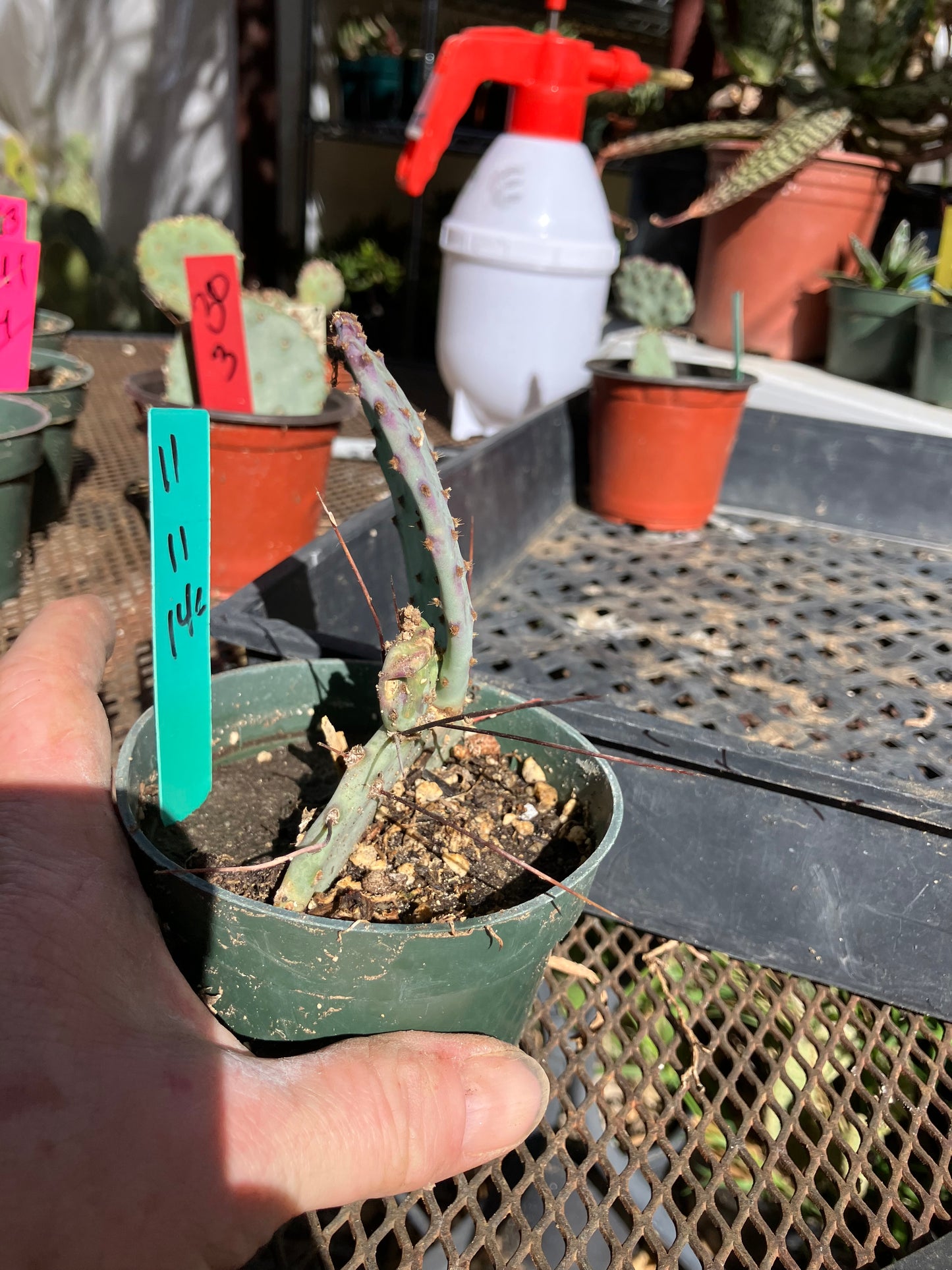 Opuntia Santa Rita Purple Prickly Pear Cactus 4”Tall #14G