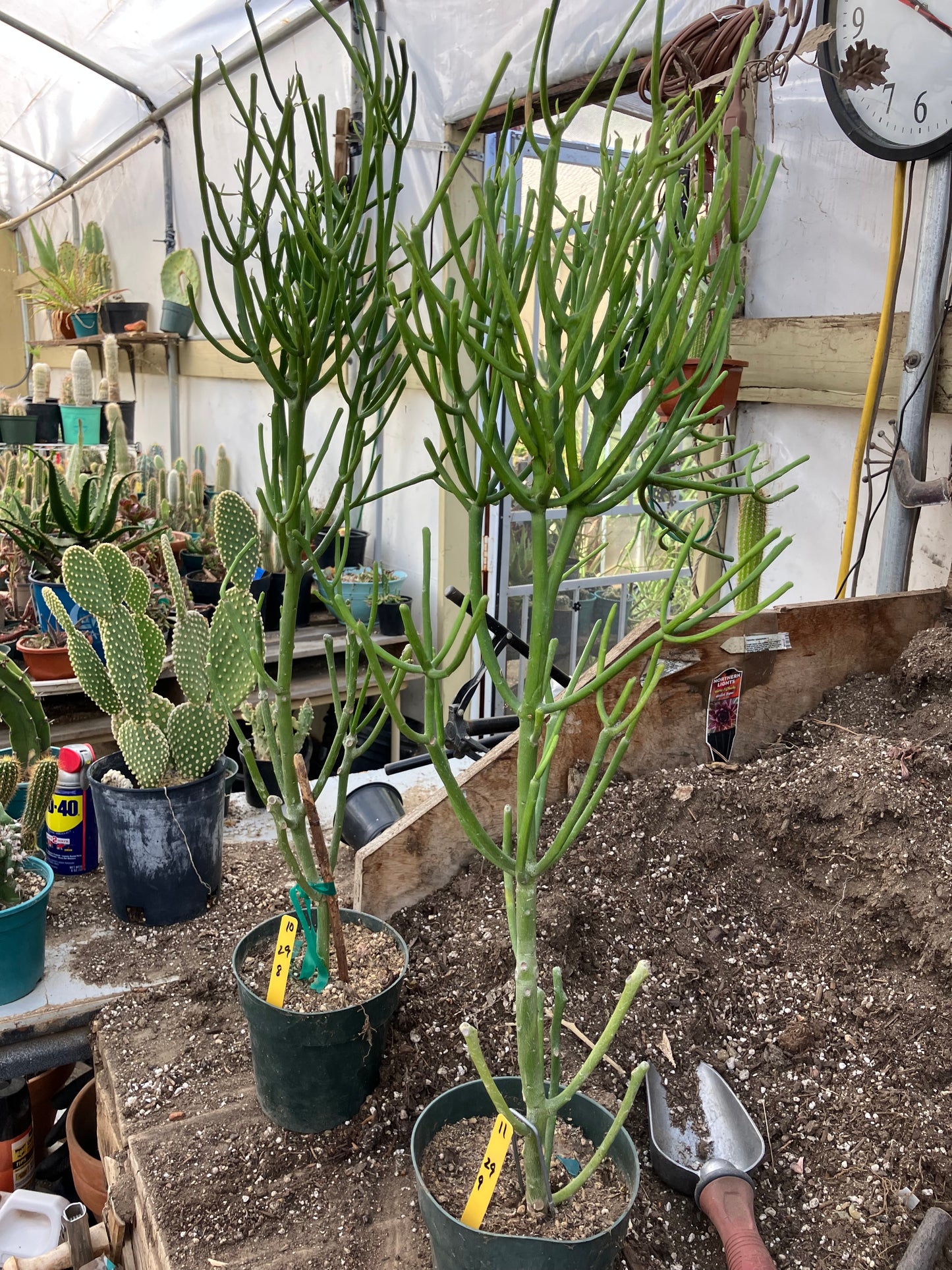 Euphorbia tirucalli Two (2)Twin Pencil Cactus 29"Tall 9"Wide #10Y,11Y