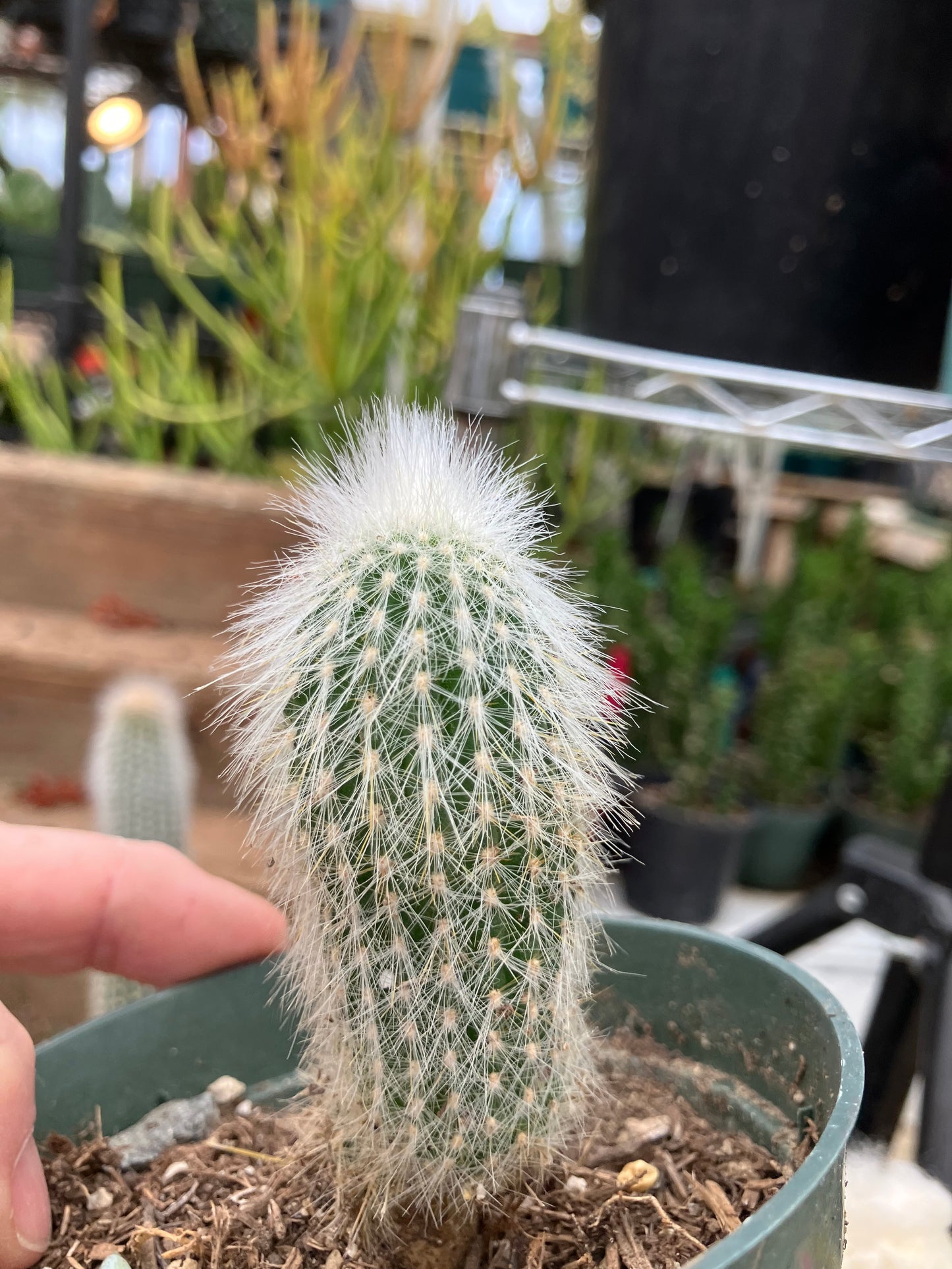 Oreocereus doelzianus Old Woman, Old Man Cactus 3"Tall #33R