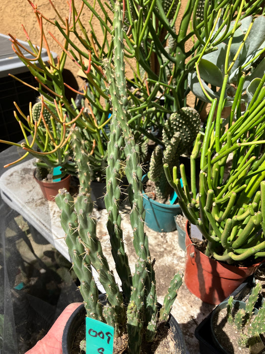 Cholla Cylindropuntia  Buckhorn  Cactus 9”Tall #009G
