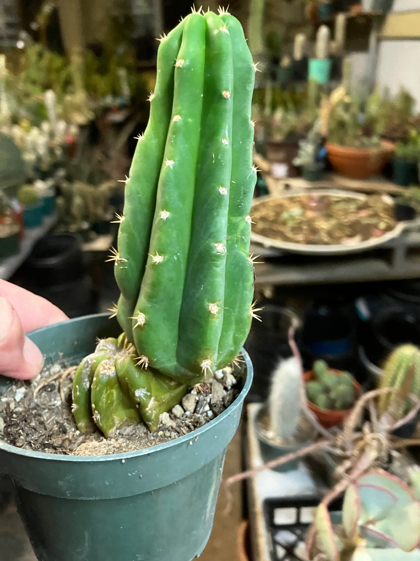 San Pedro Cactus - Trichocereus pachanoi 6"Tall #1002B
