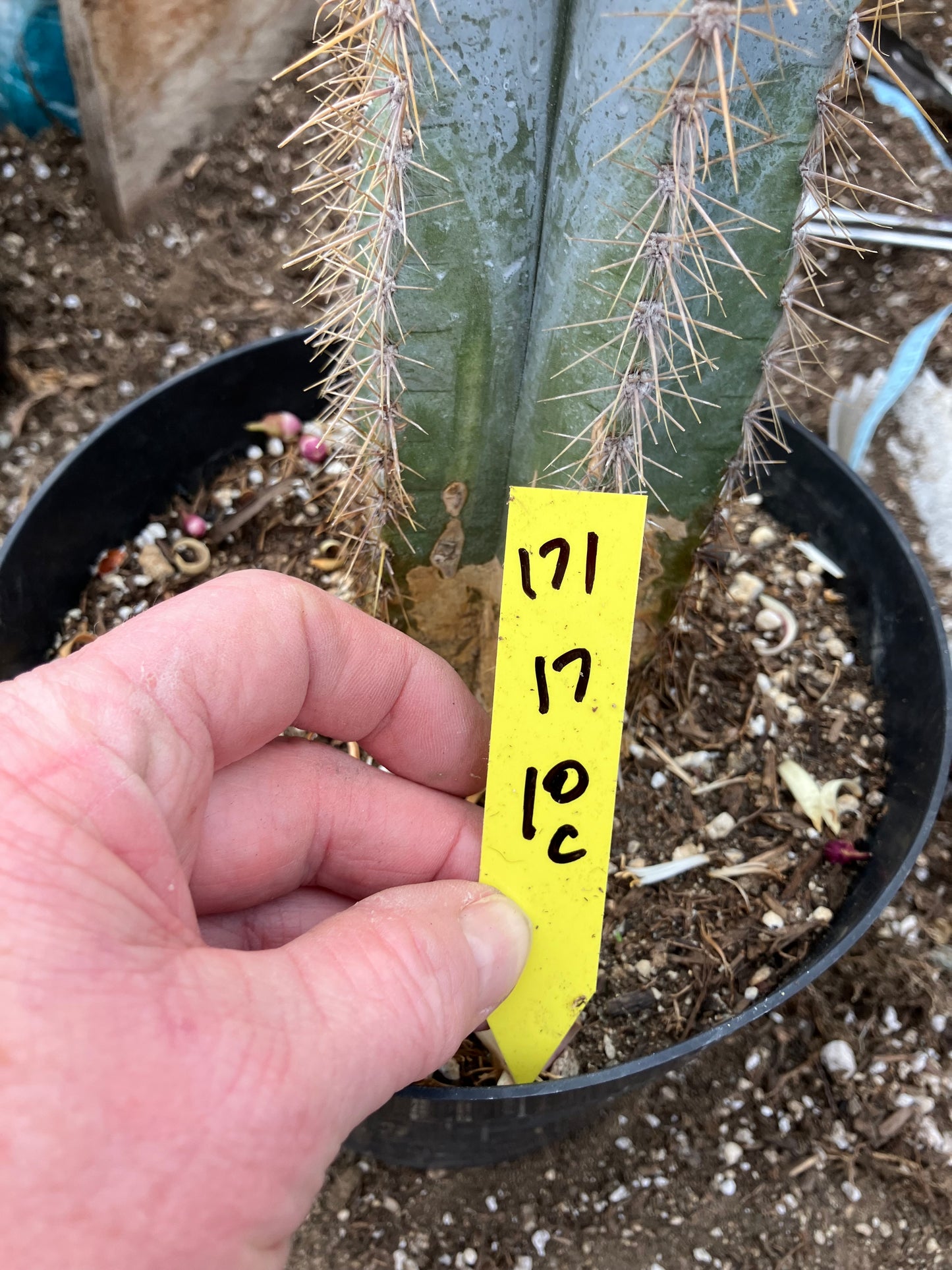 Pilosocereus Blue Azureus Cactus 17" Tall 10"Circumference #171Y