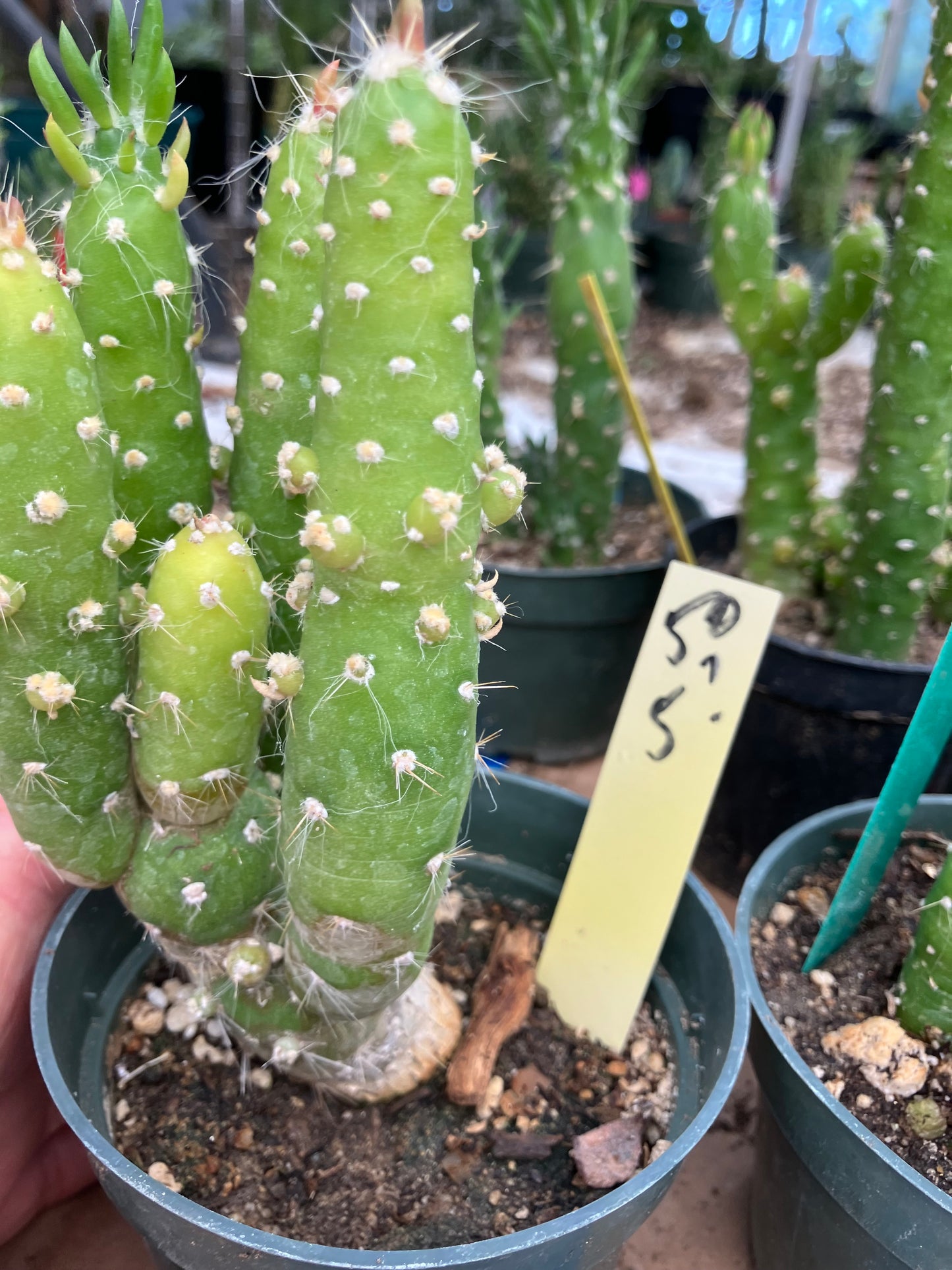 Austrocylindropuntia Cactus Gumbi Mini Eve's Needle 5"Tall #50Y