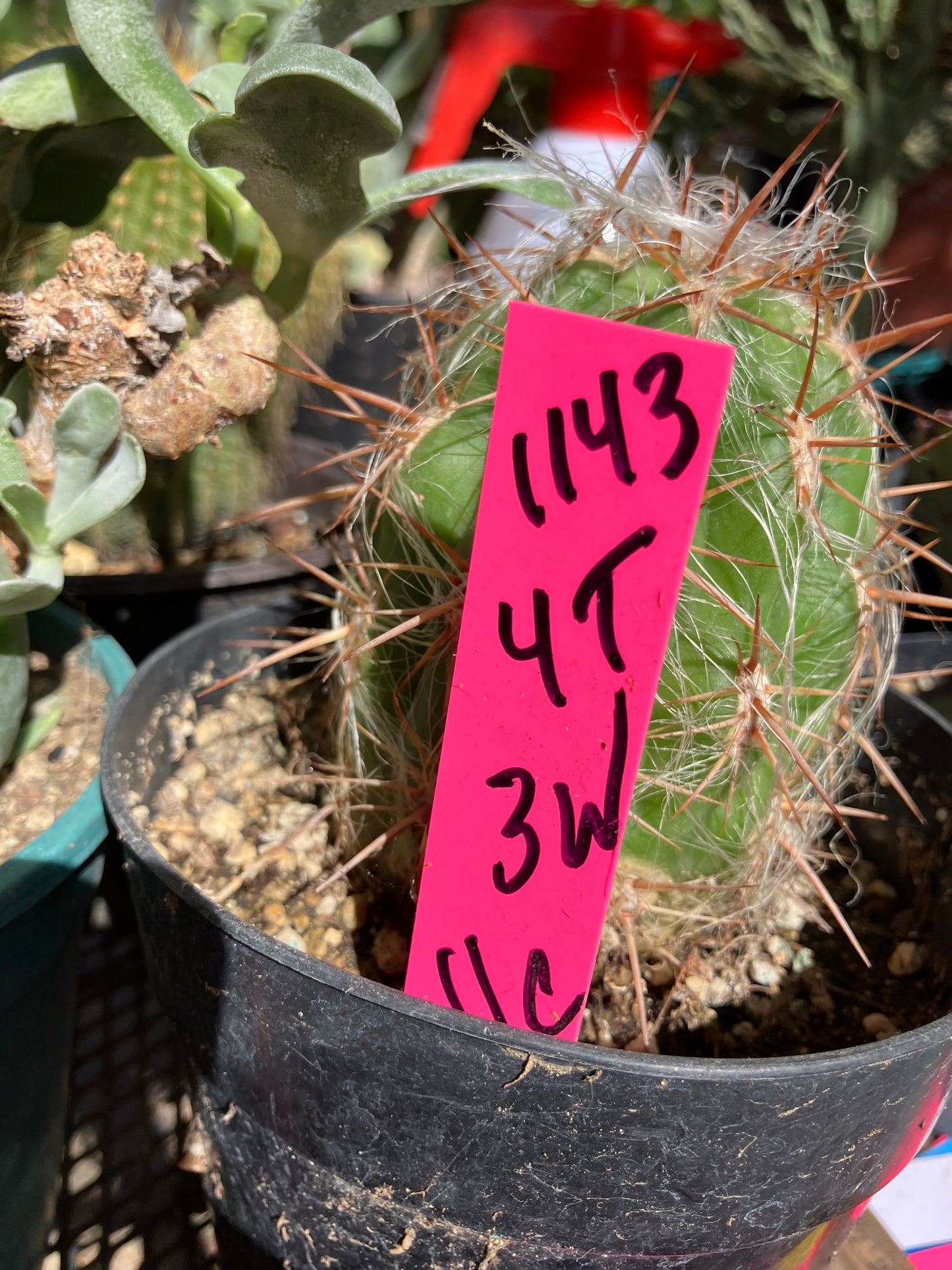 Oreocereus Old Man Andes 4"Tall 3"Wide 11"Circumference #1143P