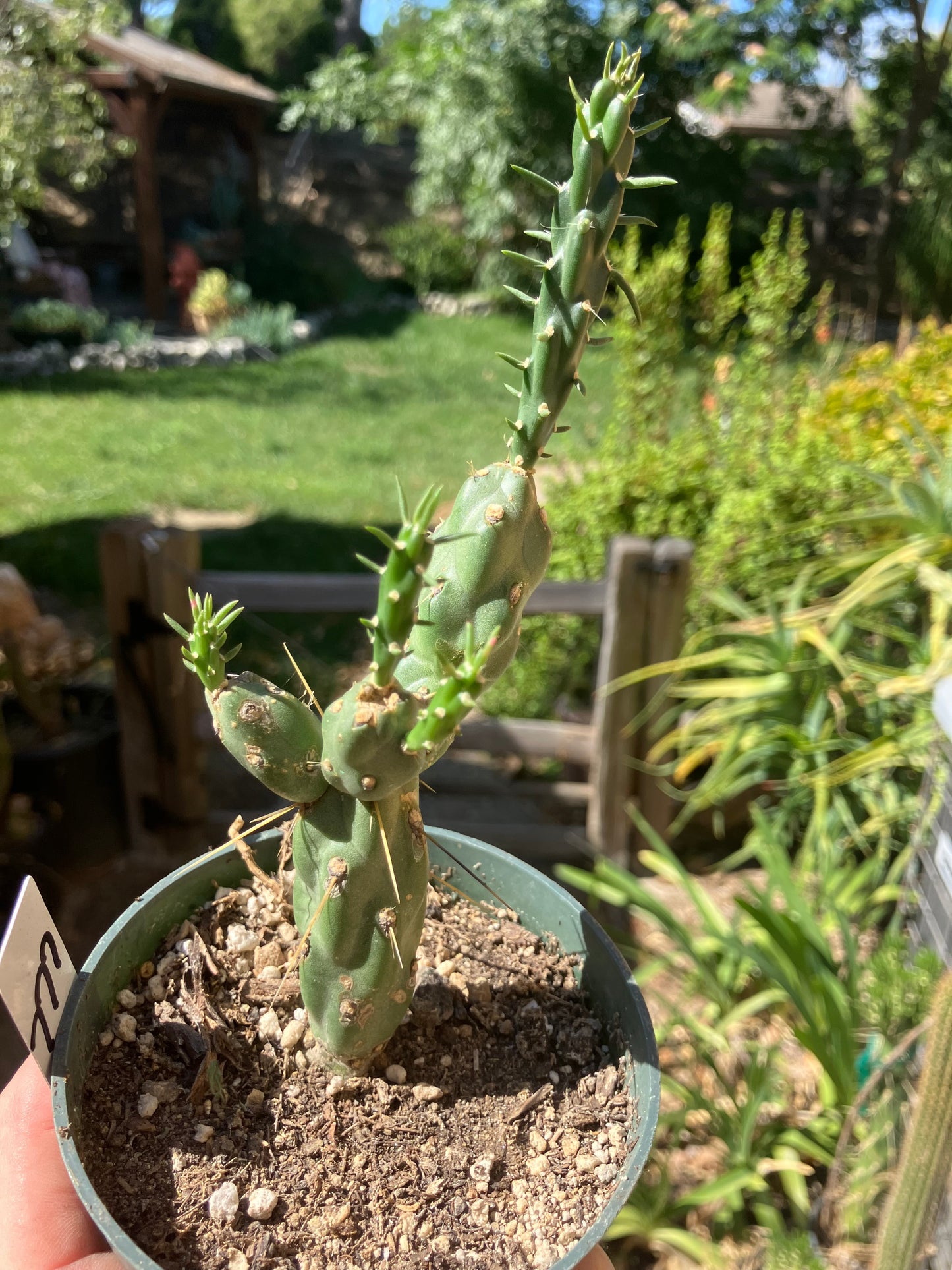 Cholla Cylindropuntia Buckhorn Cactus 7”Tall #777W