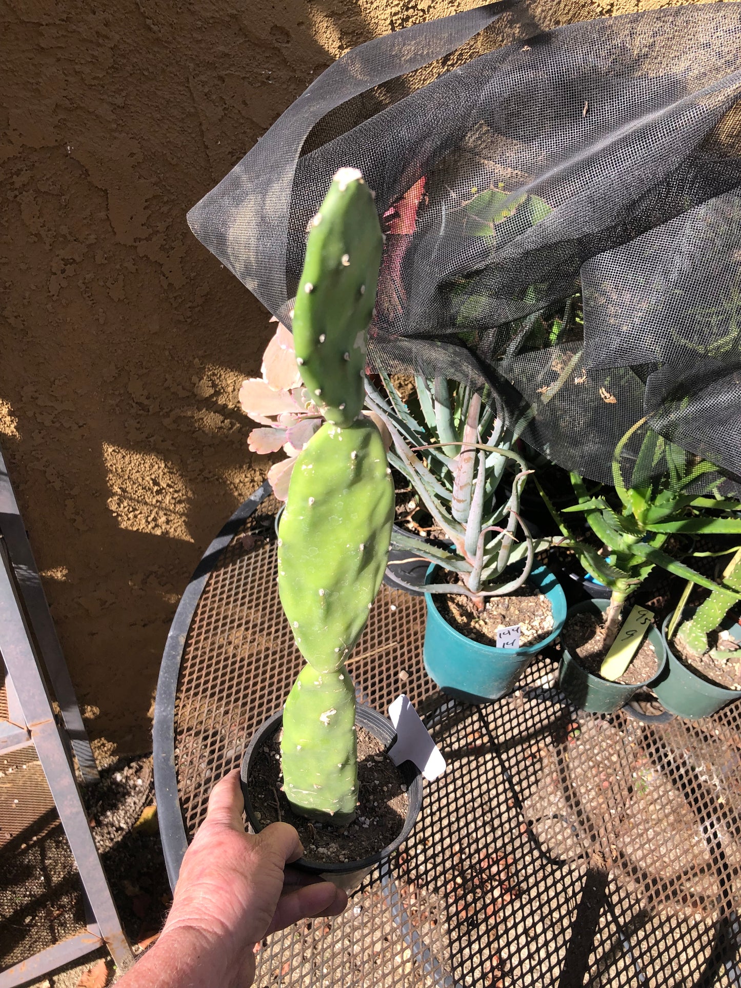 Opuntia canterae elata Cactus 23"Tall #333W