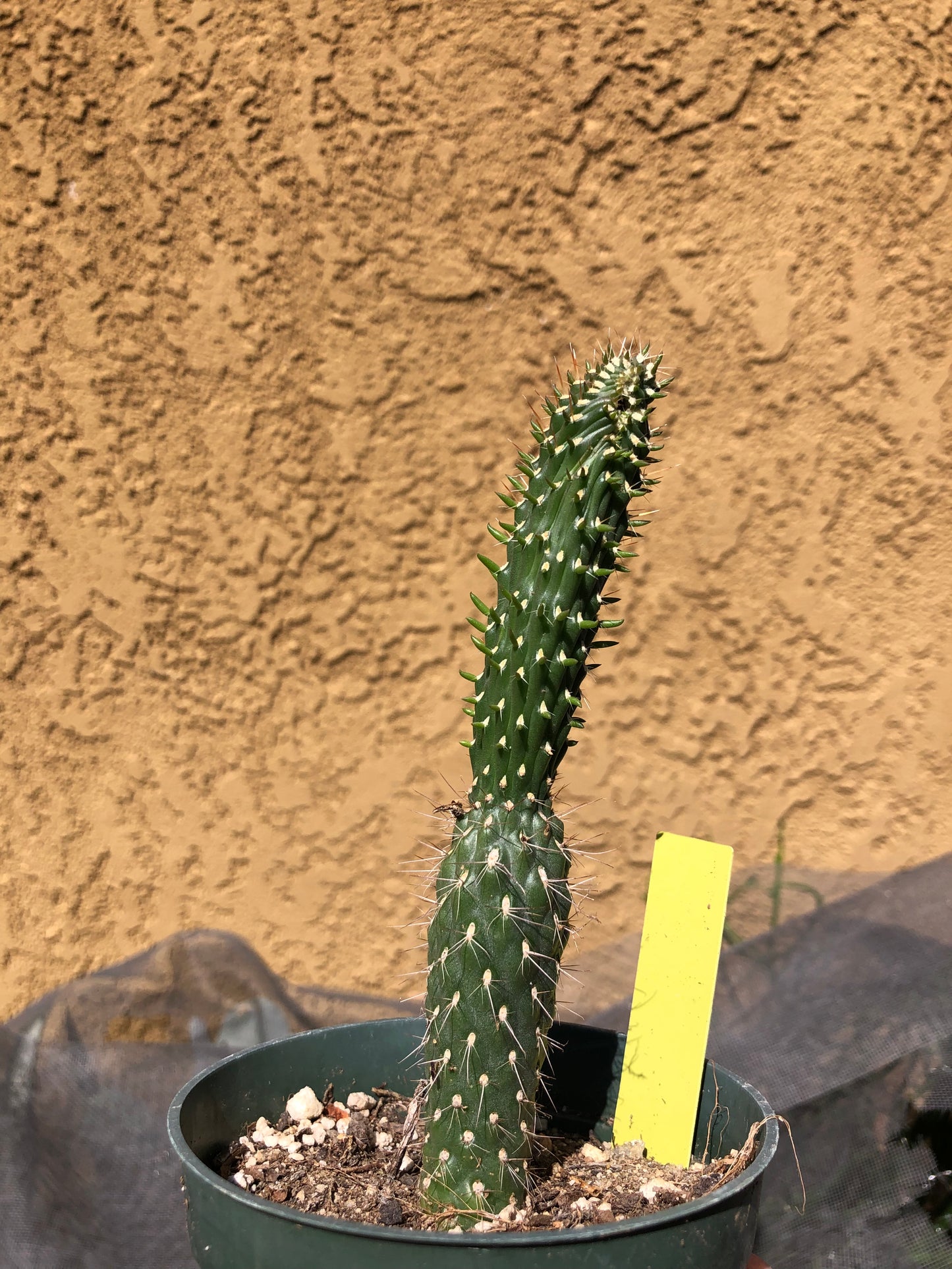 Cylindropuntia fulgida Cholla Boxing Glove Cactus Crest 6"Tall #20Y