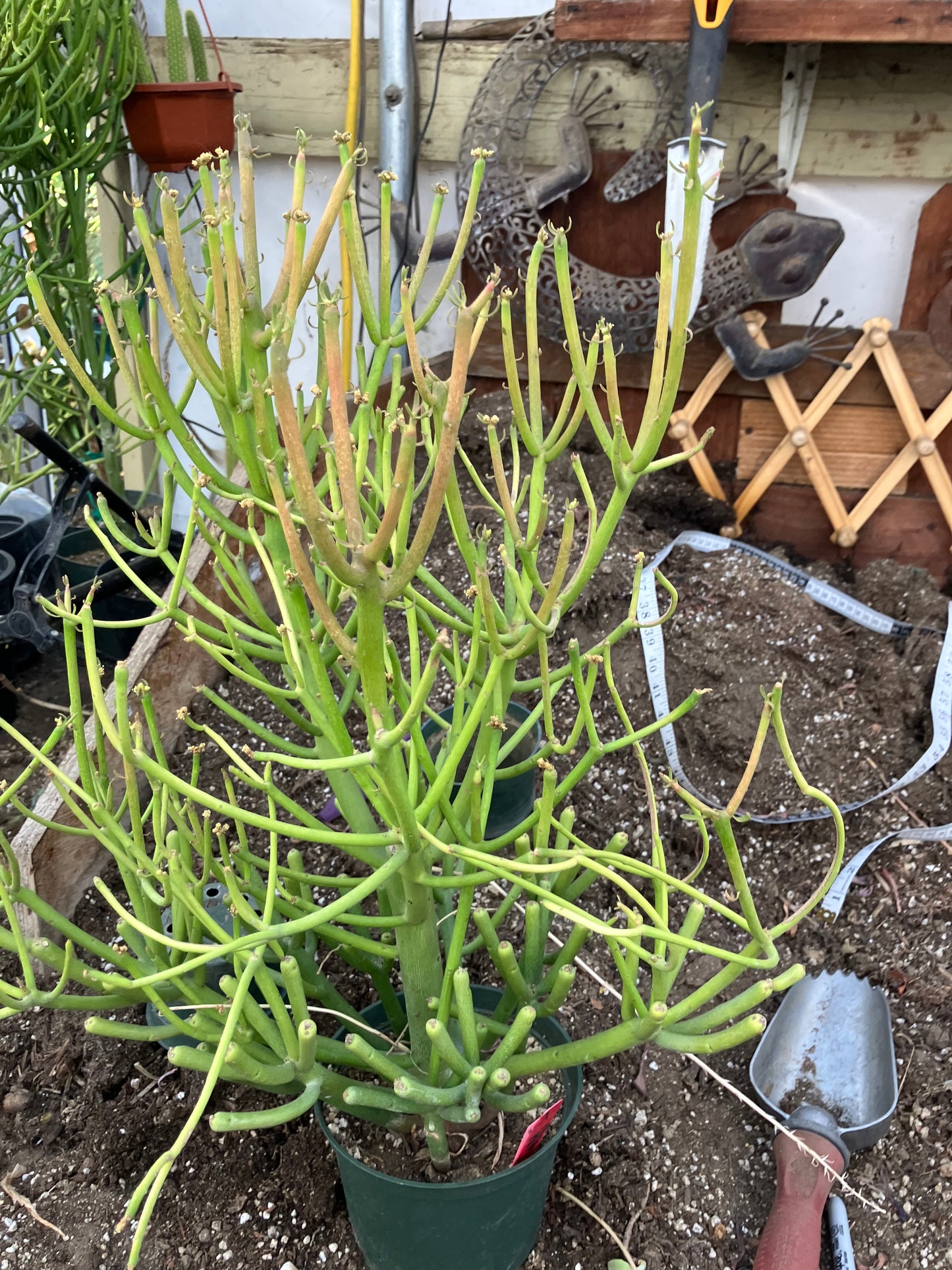 Euphorbia tirucalli Fire Stick 38"Tall 21"Wide #1R