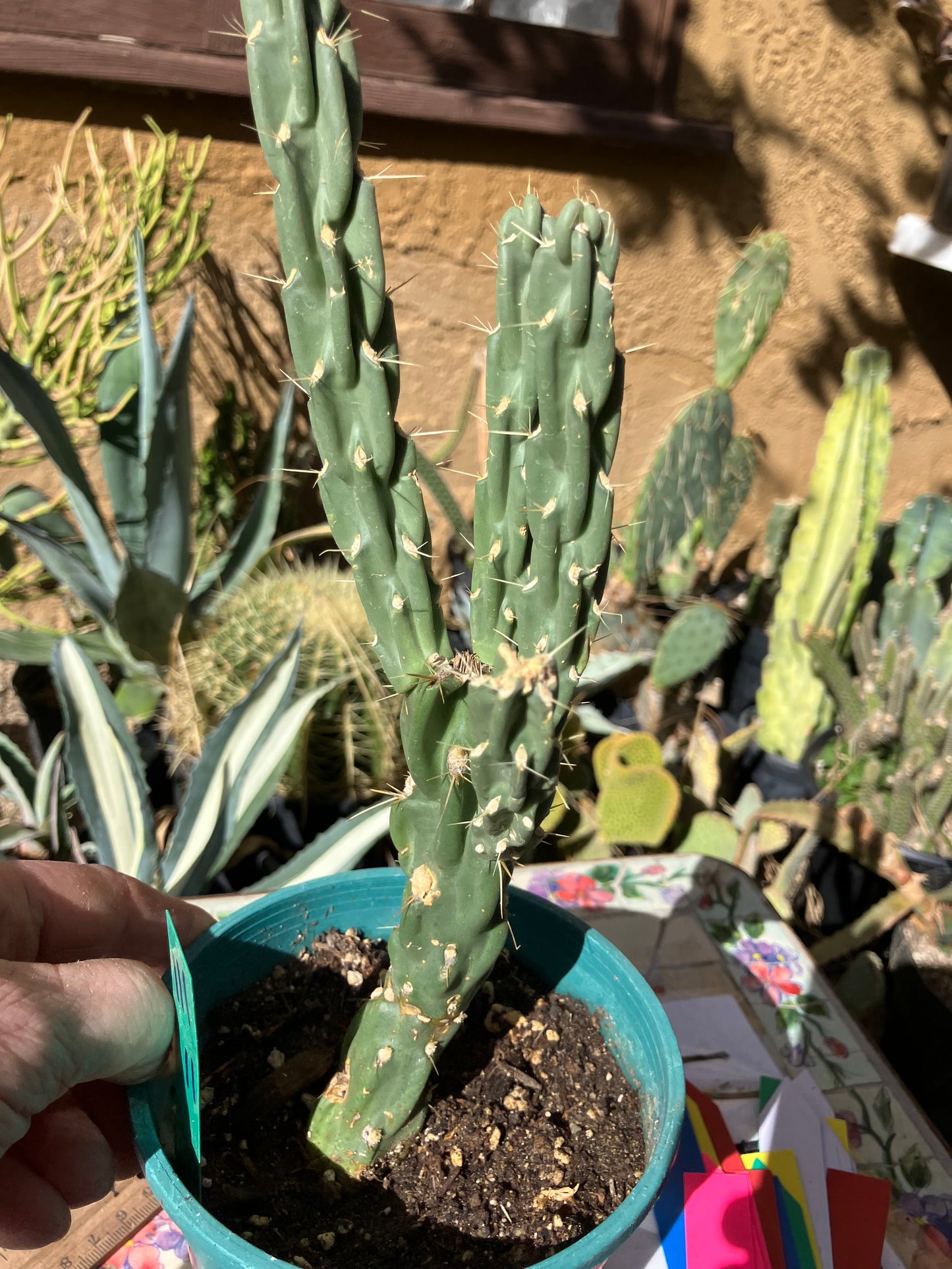 Cholla Cylindropuntia Buckhorn Cactus 11”Tall #111g