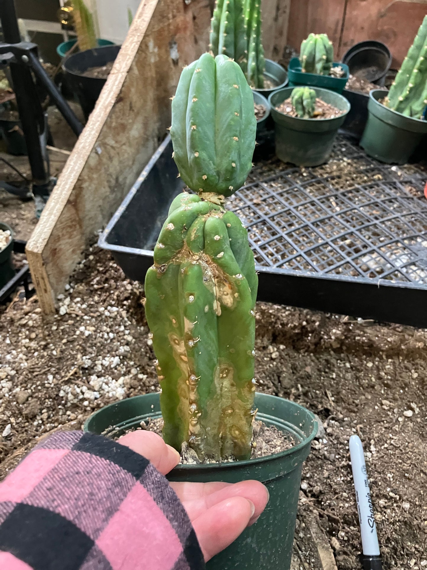 San Pedro Cactus - Trichocereus pachanoi 10"Tall #10PU