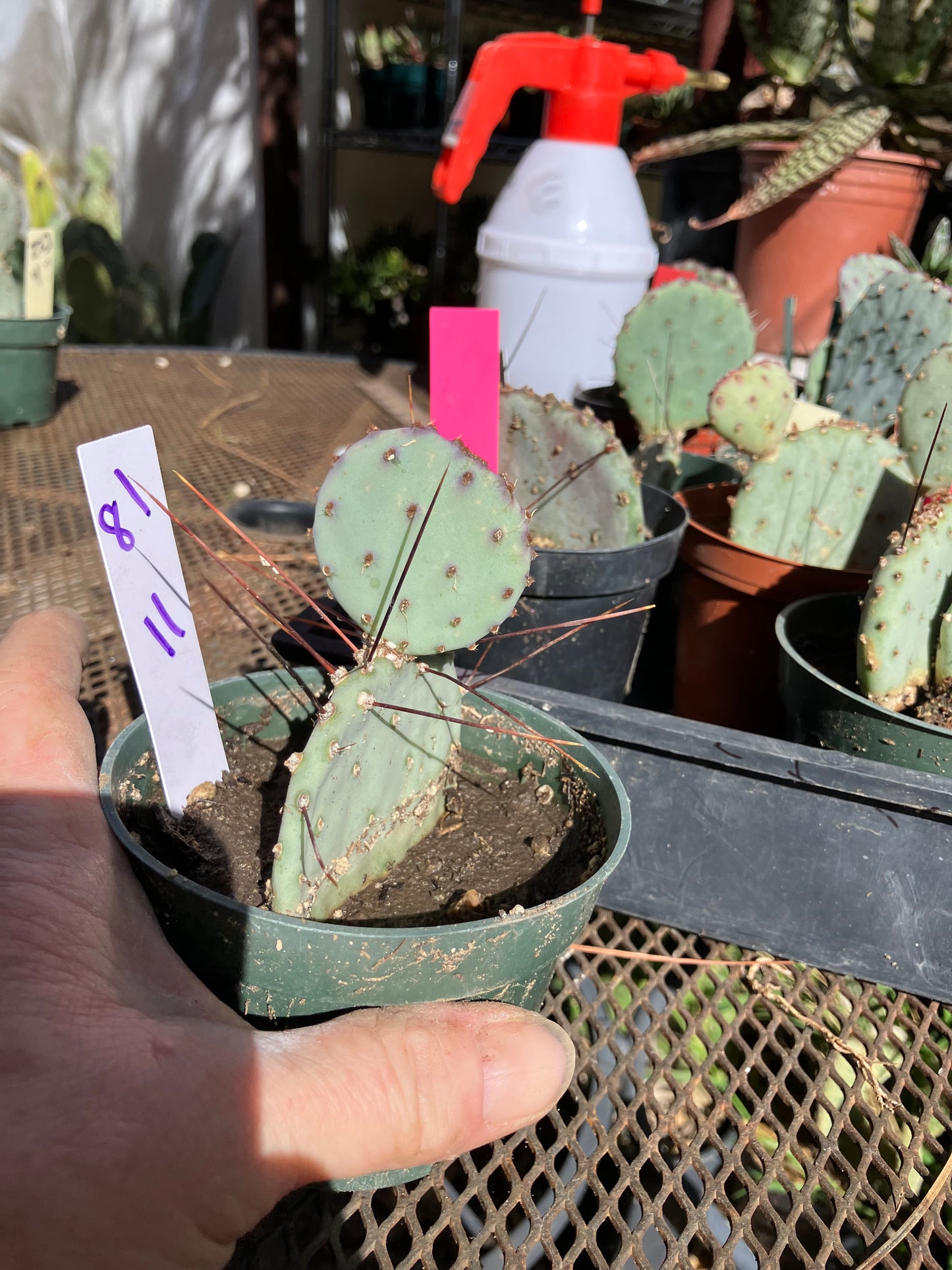 Opuntia Santa Rita Purple Prickly Pear 3.5”Tall #81W