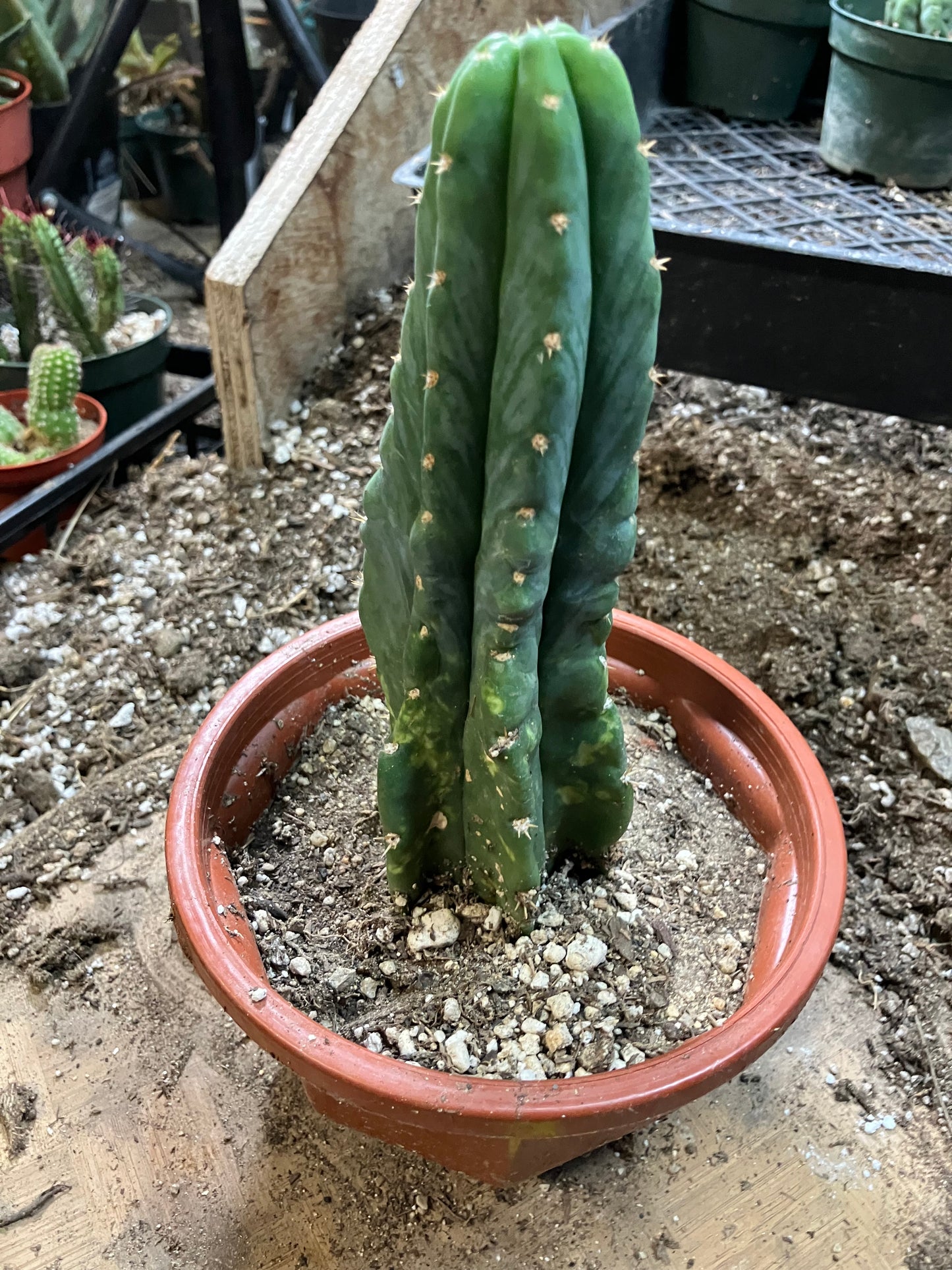 San Pedro Cactus - Trichocereus pachanoi 7"Tall #7Y