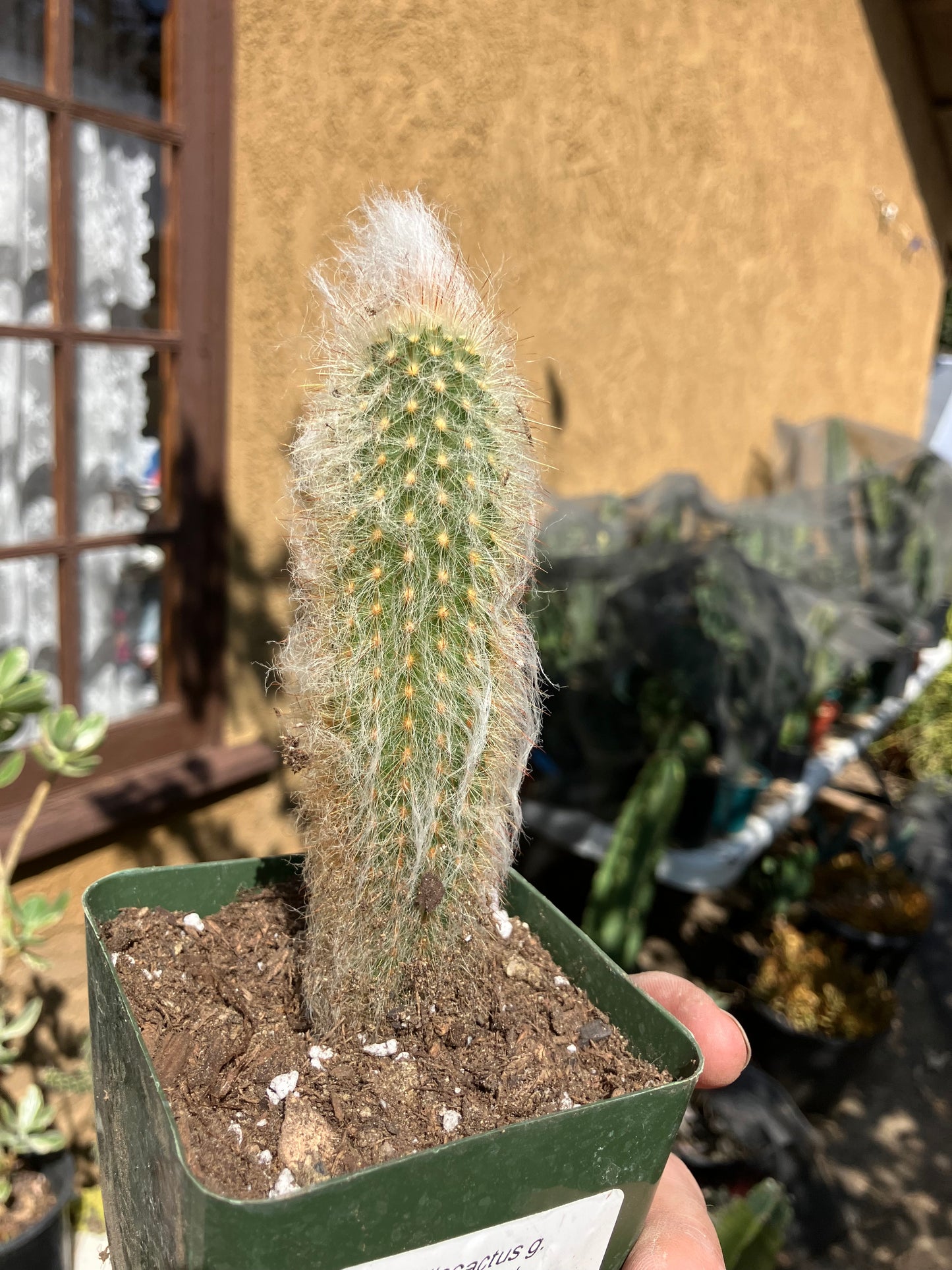 Austrocephalocereus dybowski cabega 5"Tall #55W Torch