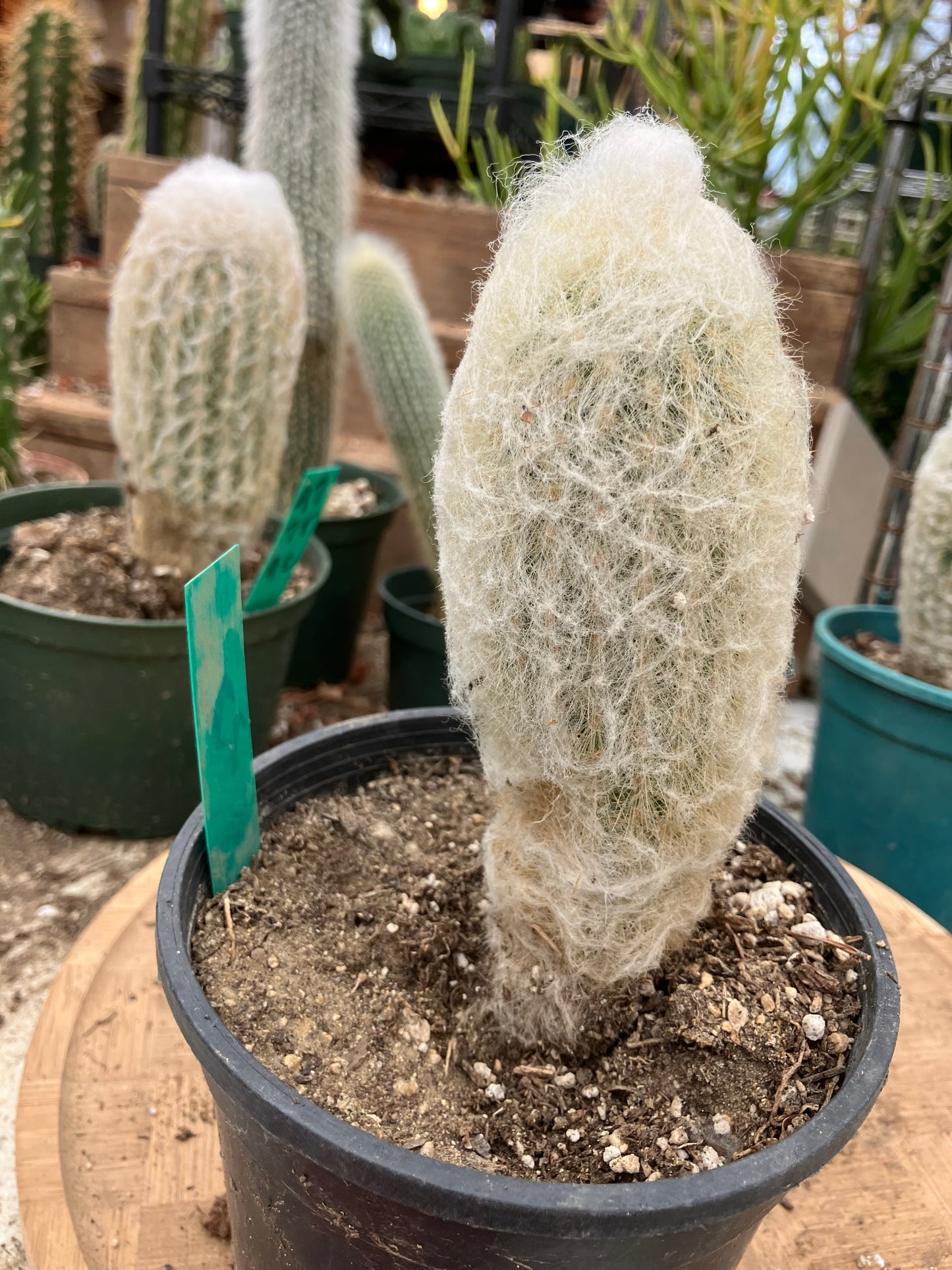 Espostoa lanata Old Man of the Mountain 6"Tall 7"Circumference #22G