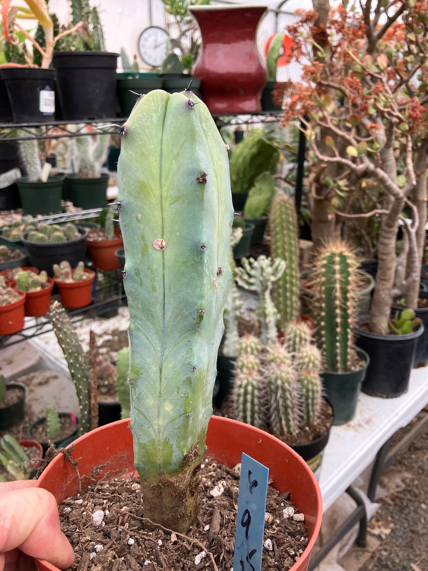 Myrtillocactus cochal Candelabra Cactus 9"Tall 2.5" Wide #6B