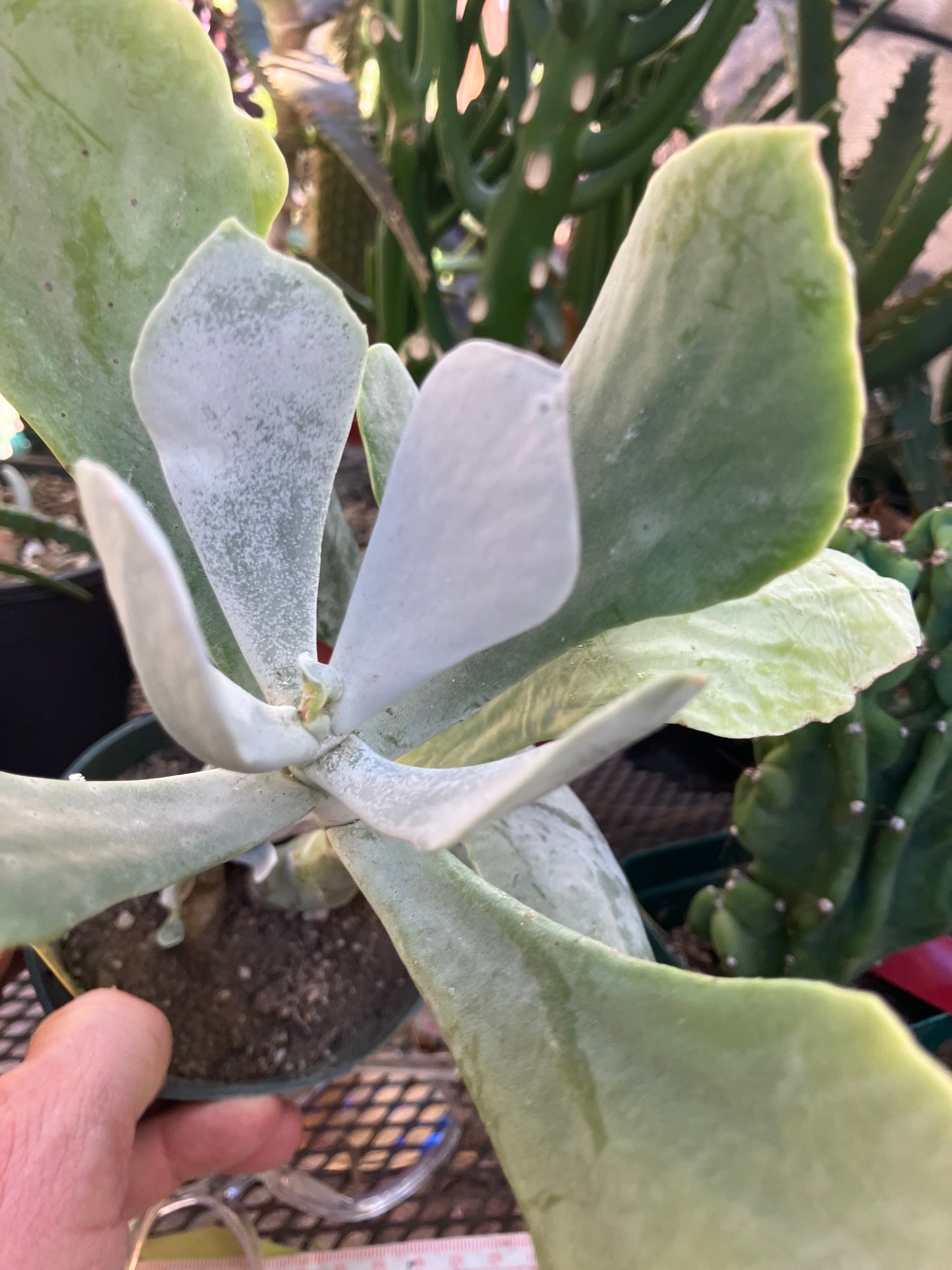 Cotyledon Silver Waves Succulent 10"Tall #010Y