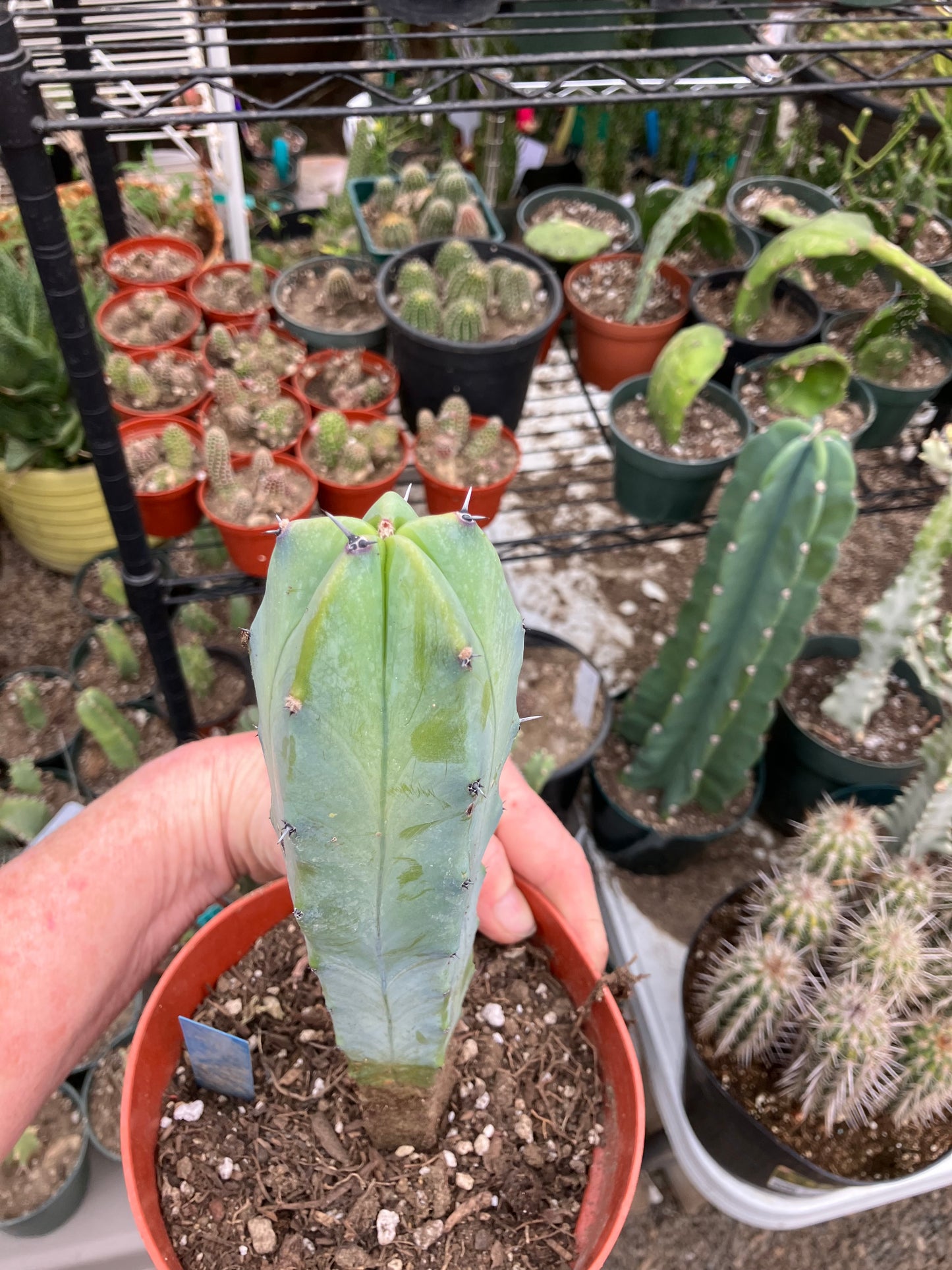 Myrtillocactus cochal Candelabra Cactus 9"Tall 2.5" Wide #6B