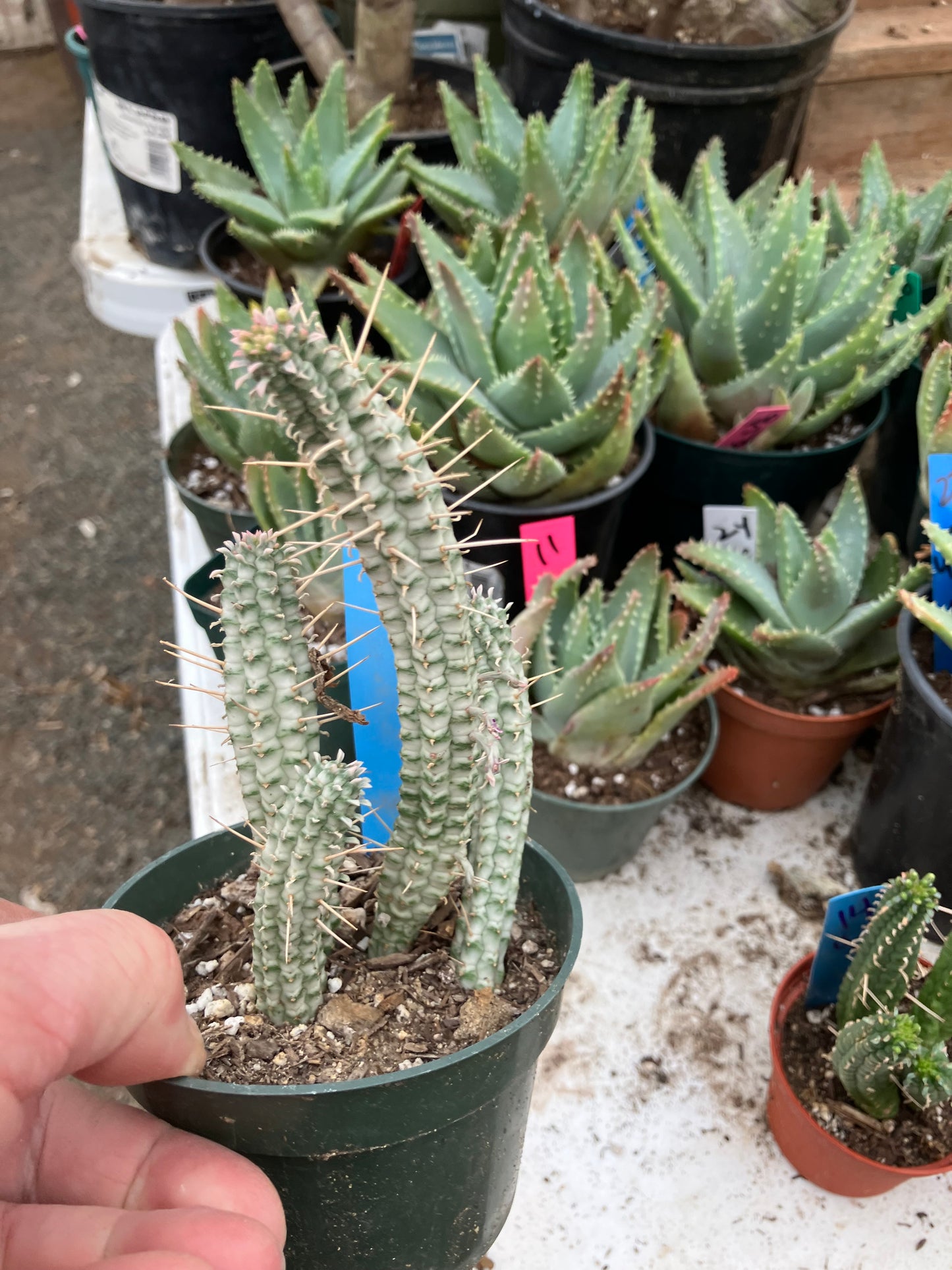 Euphorbia mammillaria variegata Corn Cob 6"Tall #20B