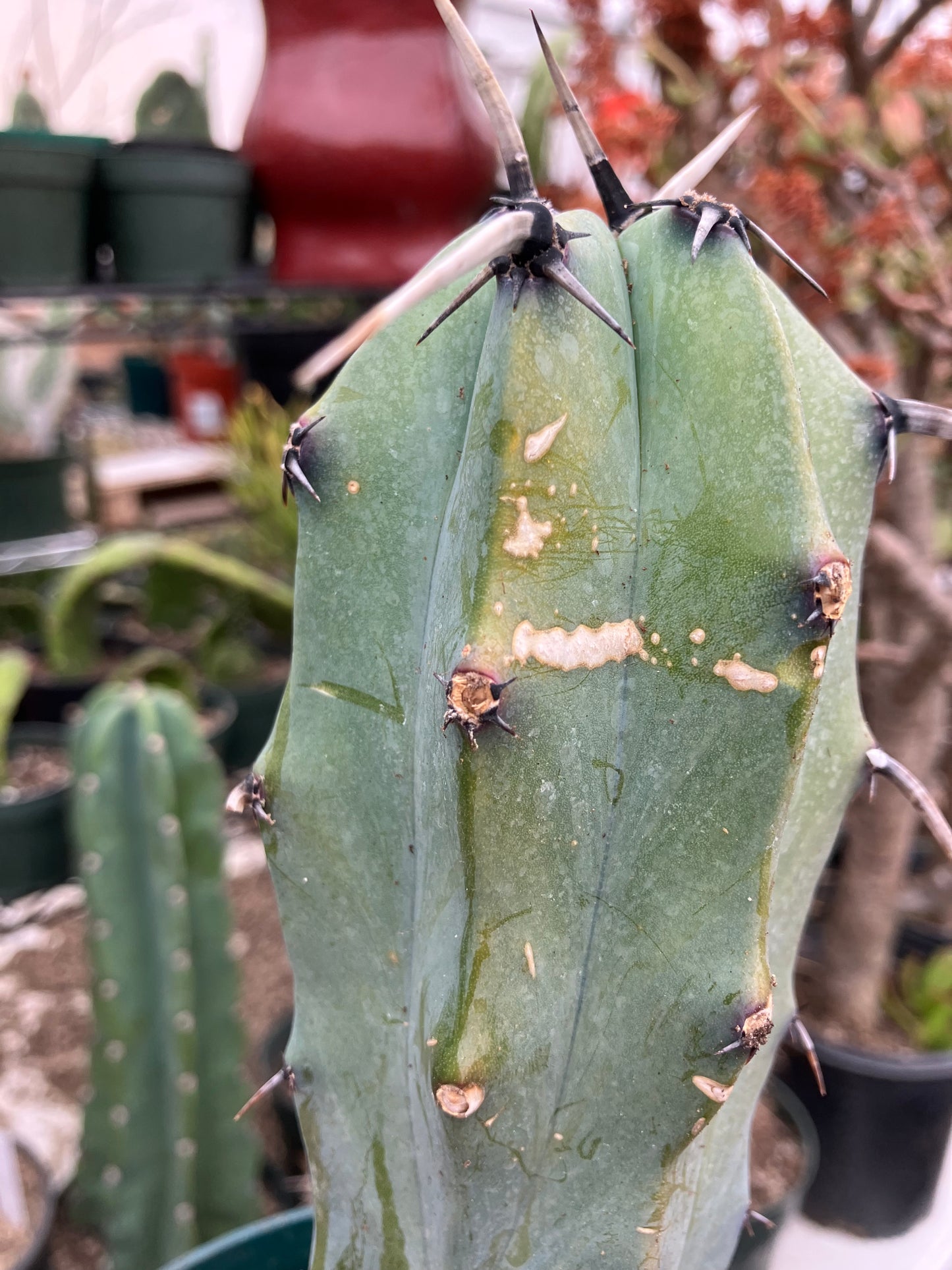 Myrtillocactus cochal Candelabra Cactus 8.5"Tall 2.5" Wide #2B