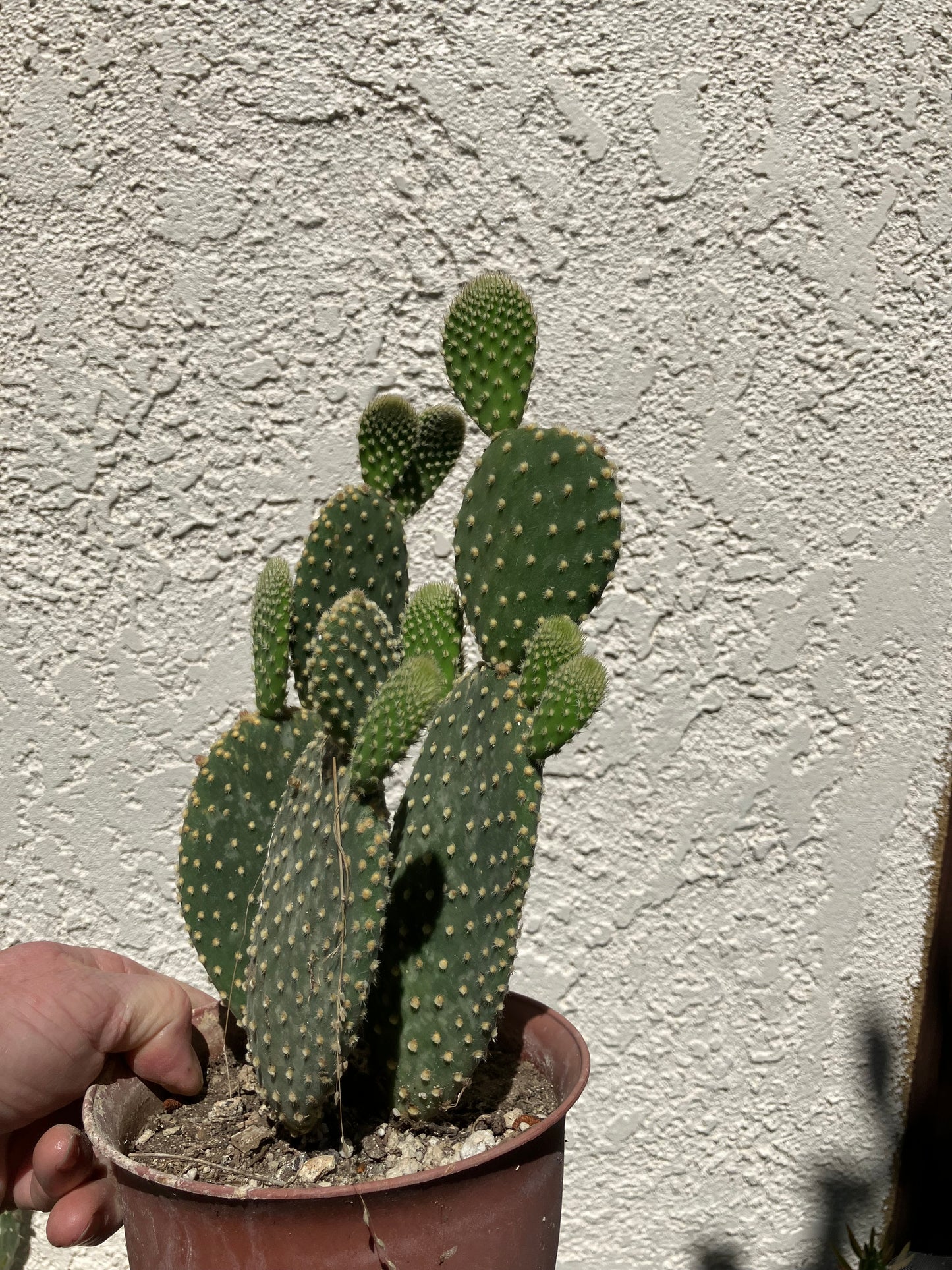 Opuntia microdasys Off White Bunny 8"Tall #6G