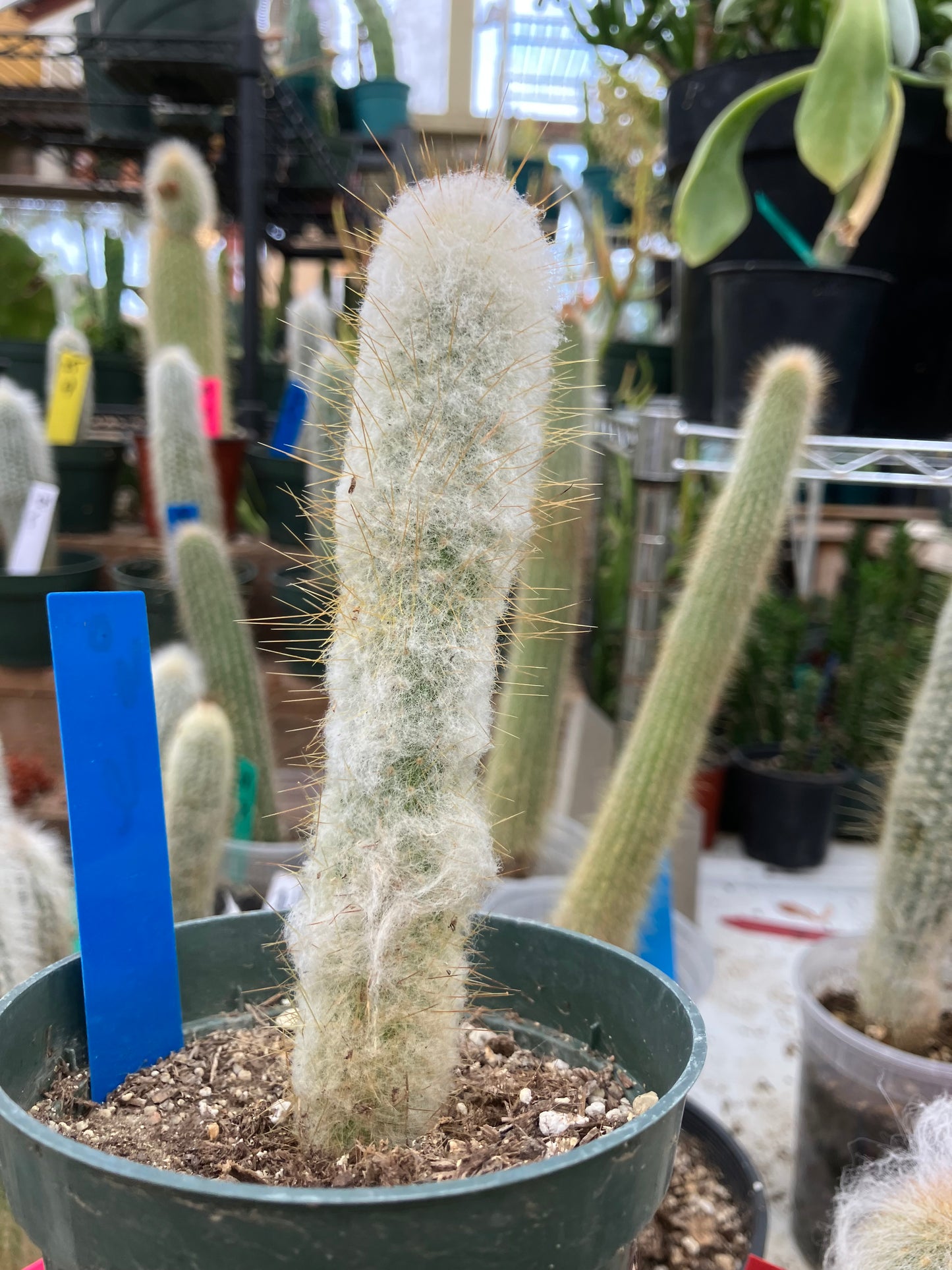 Oreocereus doelzianus Old Woman, Old Man Cactus 6"Tall #60B